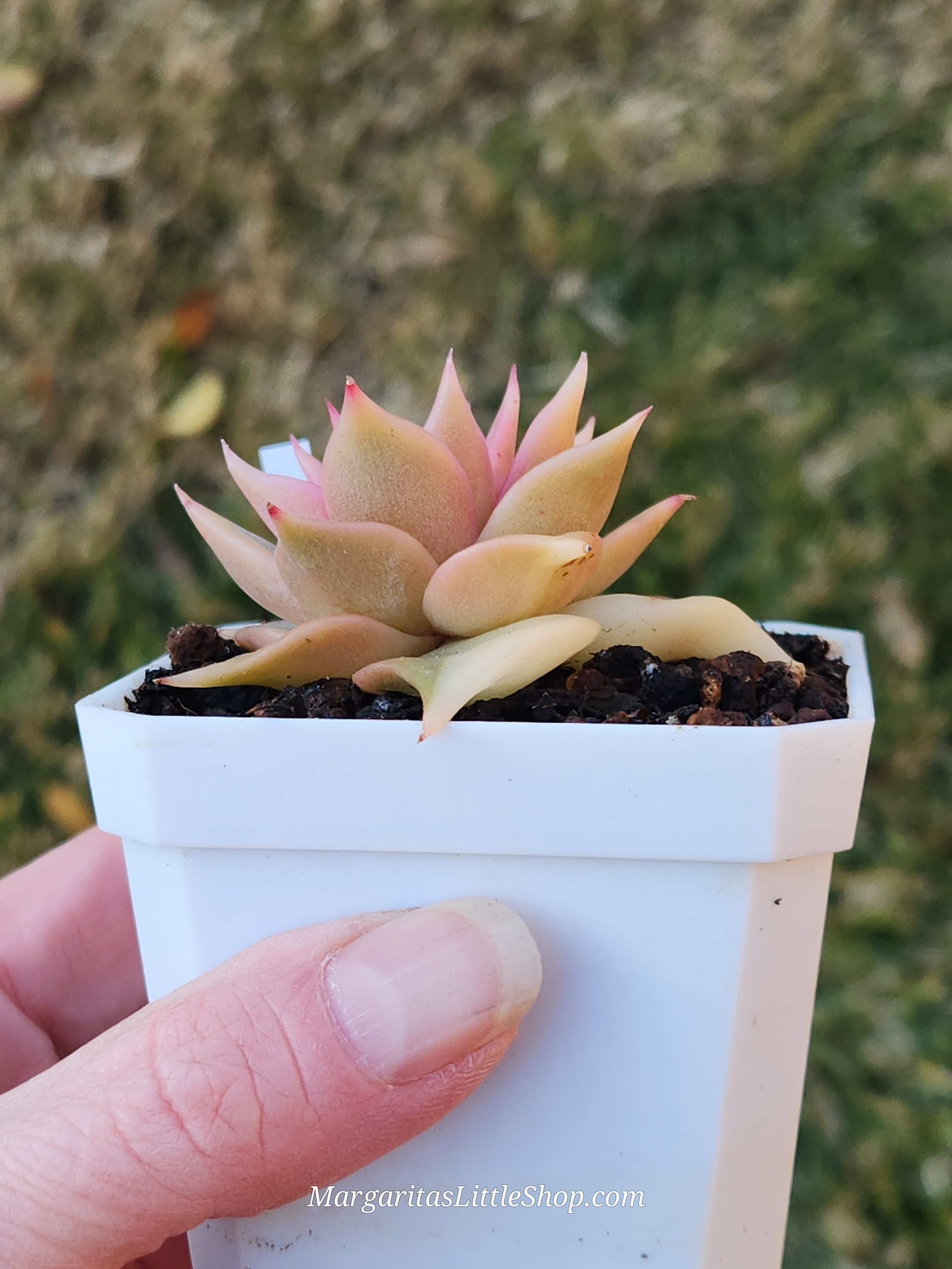 20251213_151555.jpg