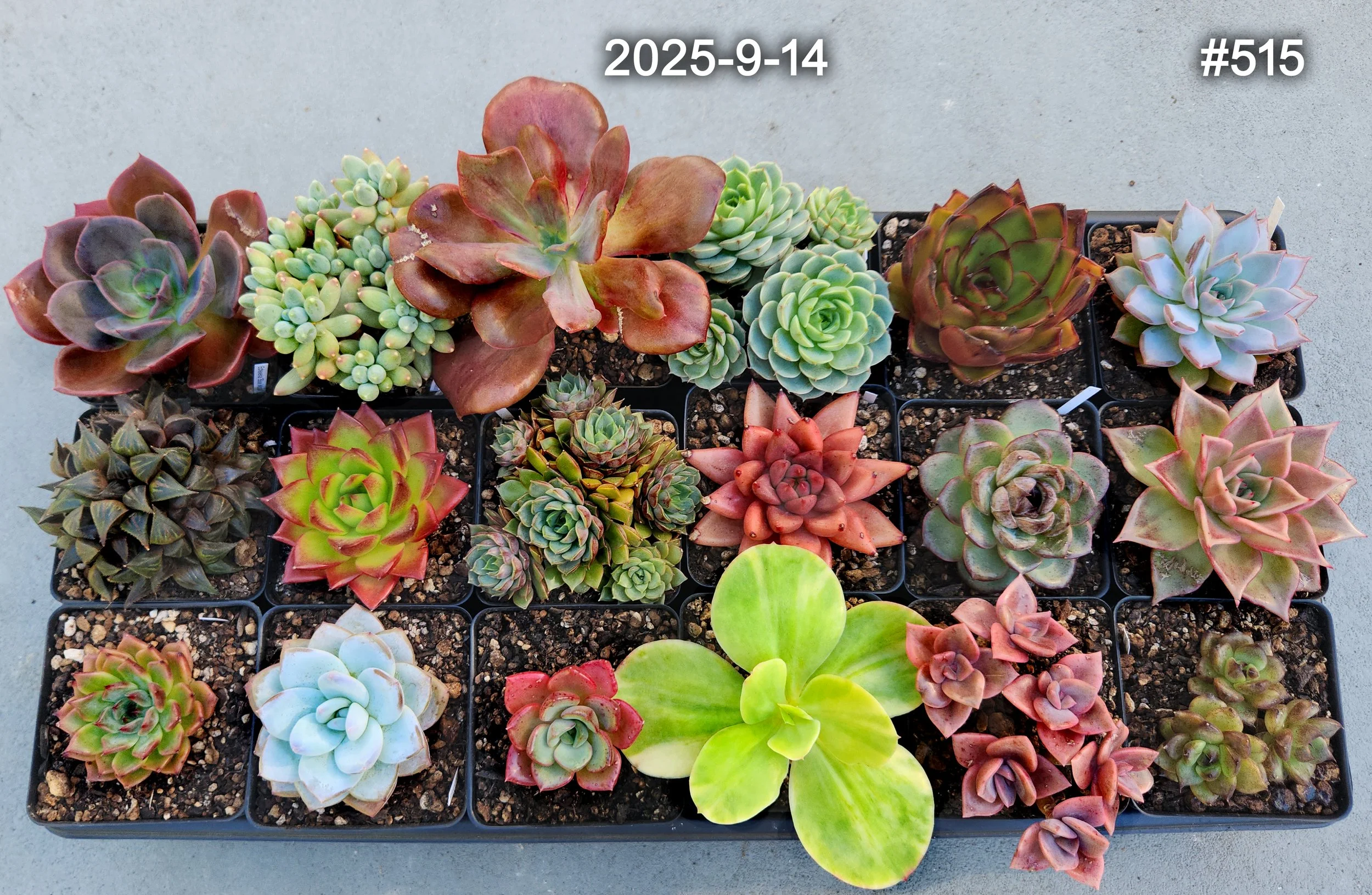 2025-9-14