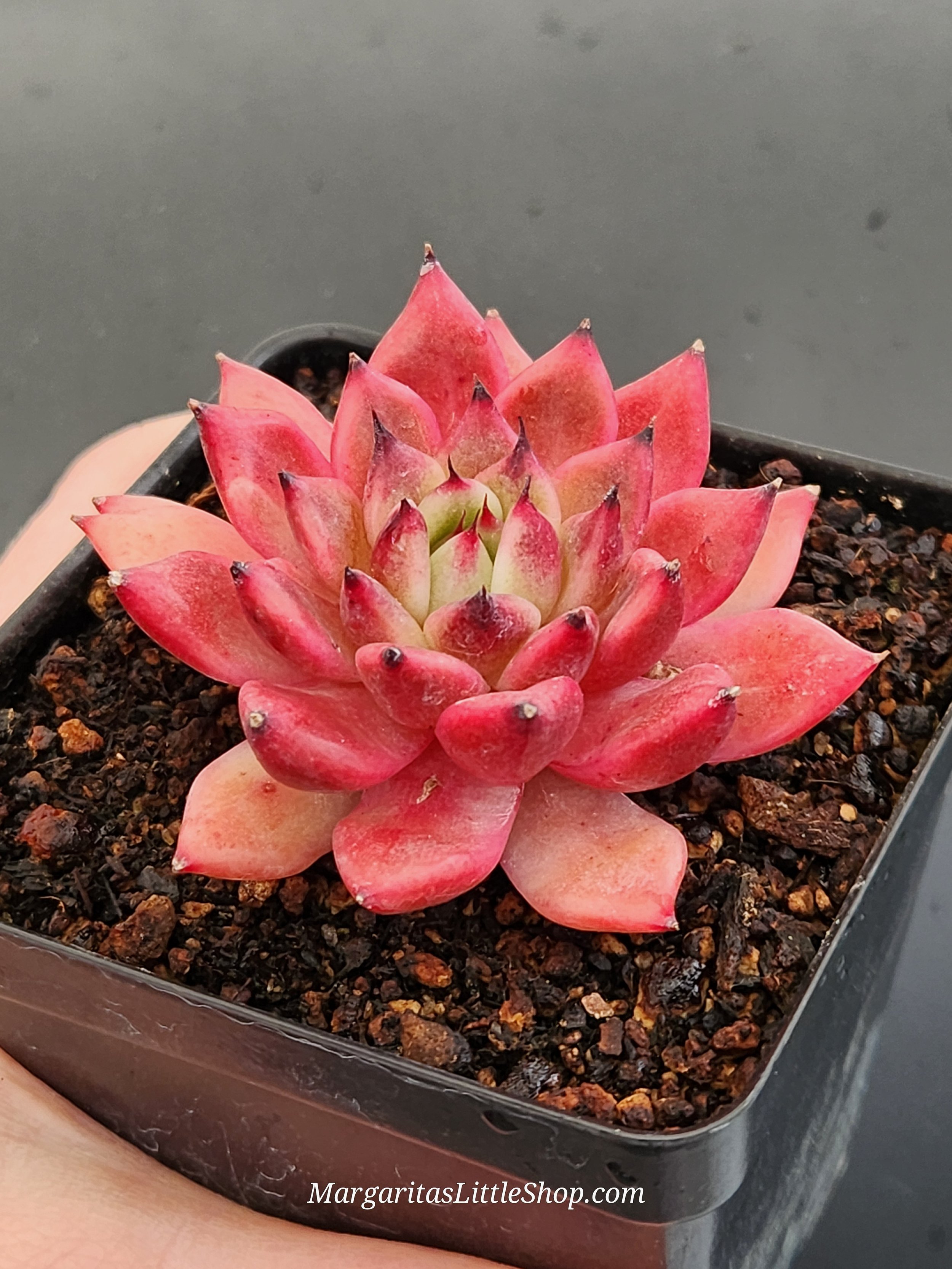477-C5 Echeveria agavoides 'Golden Bear'