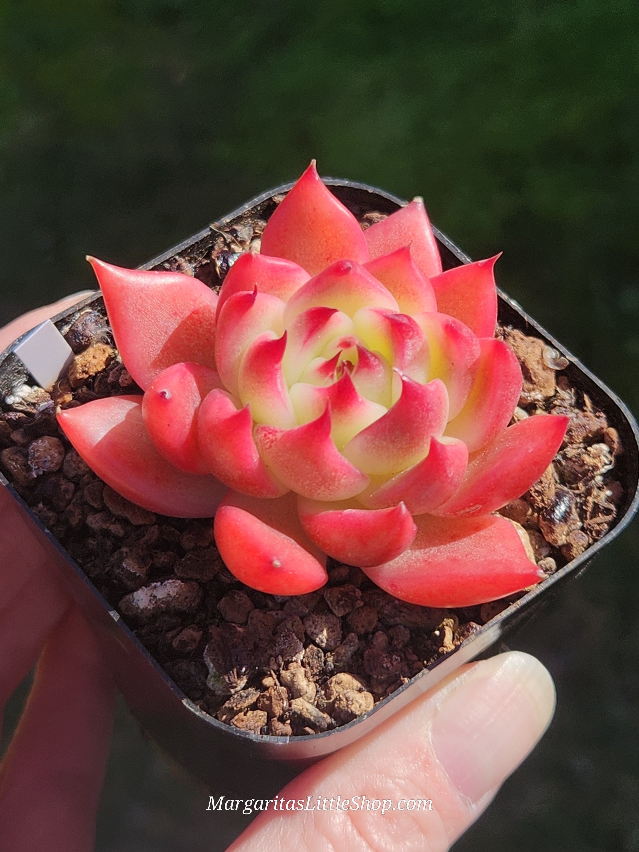 533-D3	Echeveria agavoides 'Garcia'
