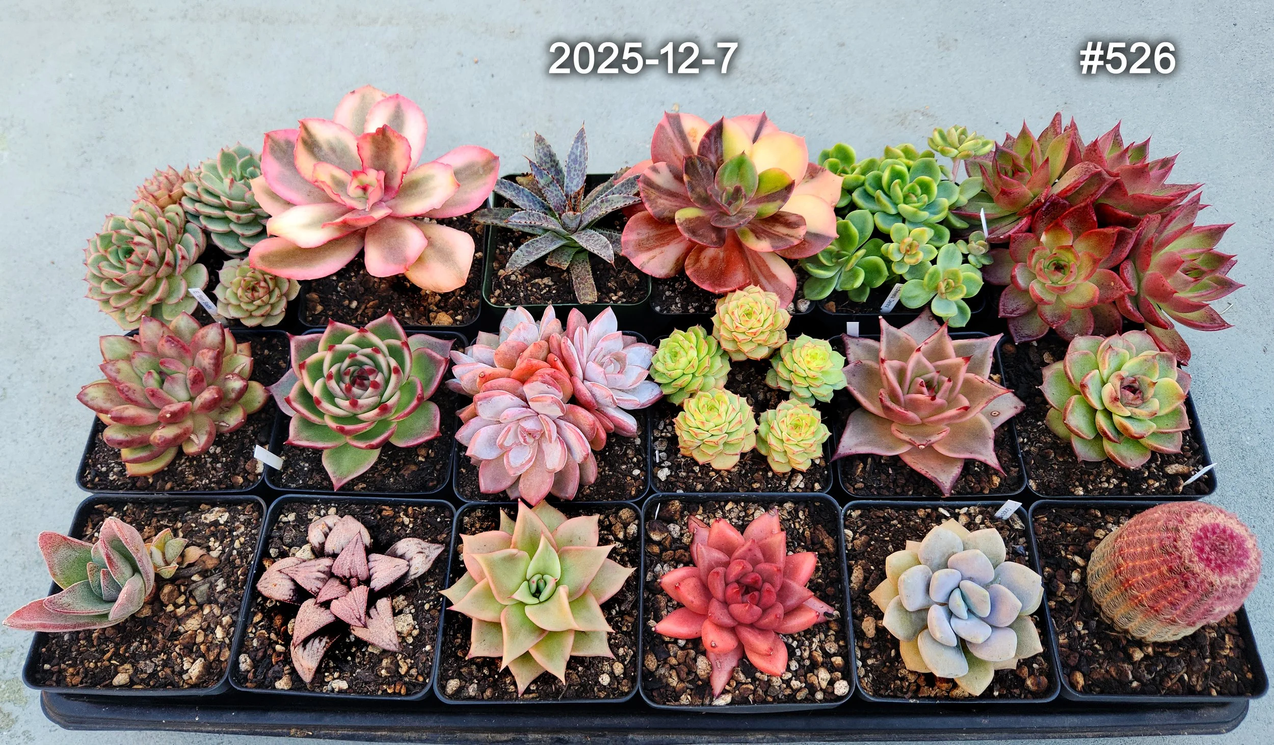 2025-12-7