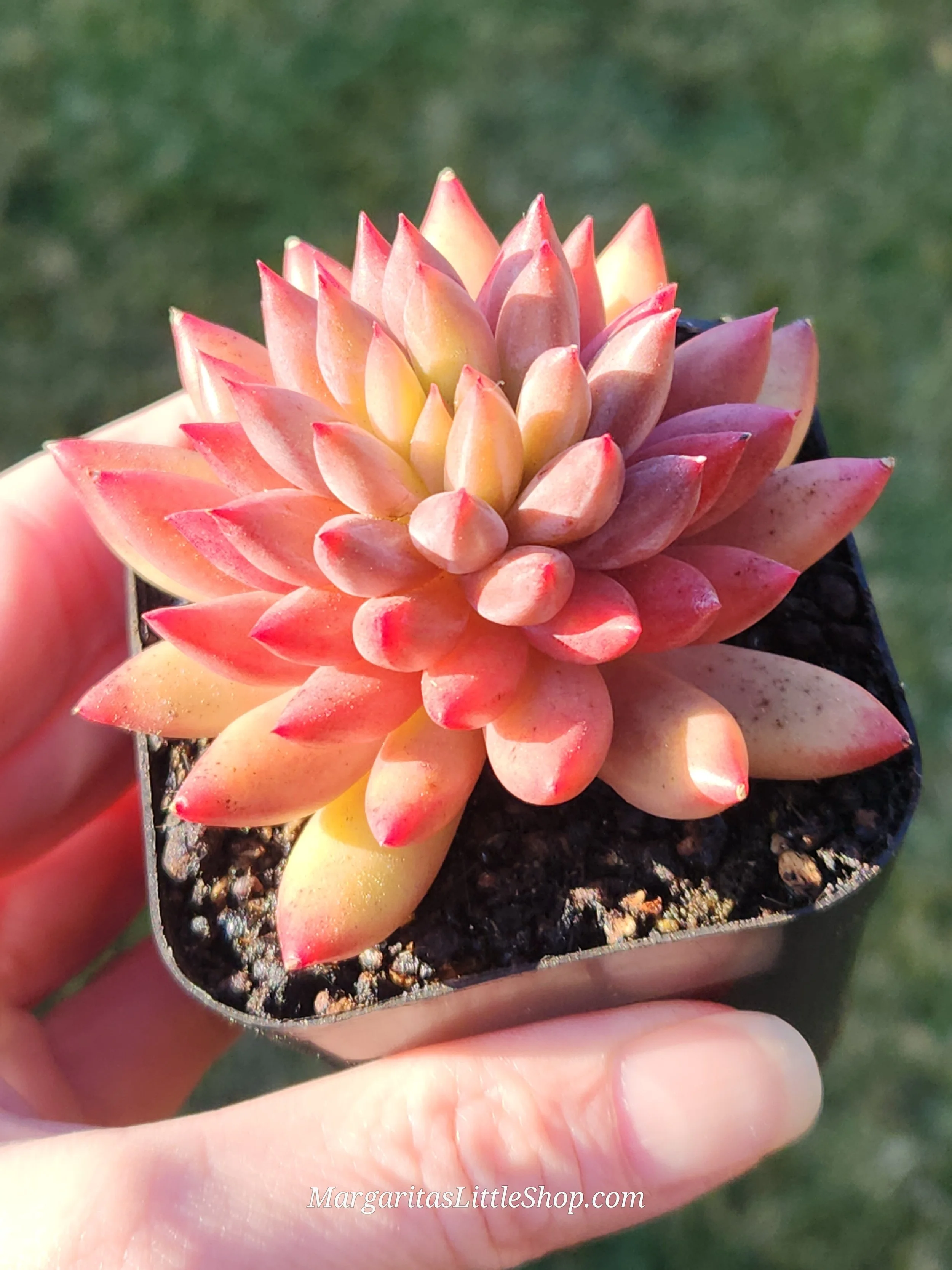 527-A4	Pachyveria 'Red Yeonji Gonji'