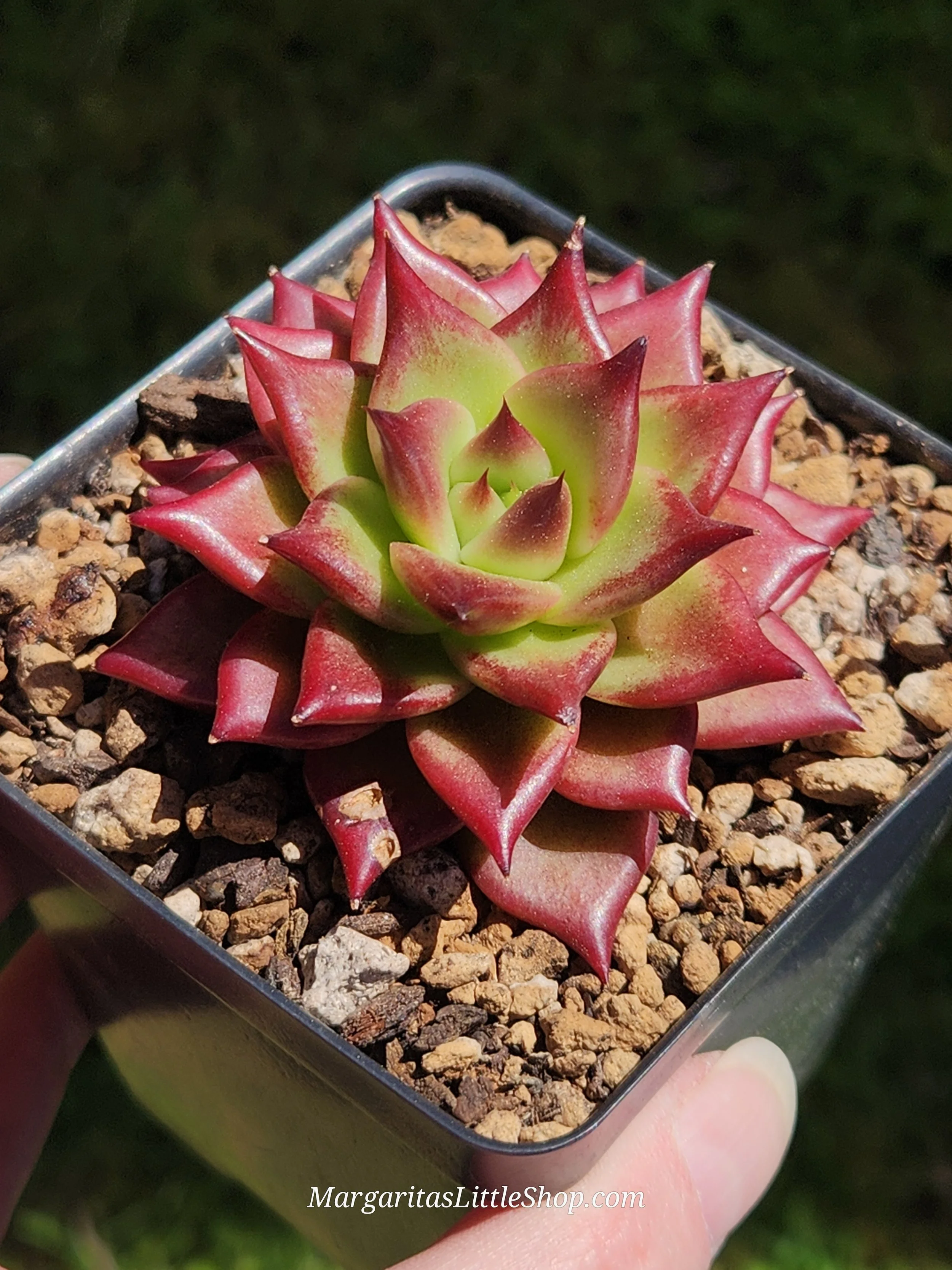 534-C4	Echeveria agavoides 'Magic Crown'