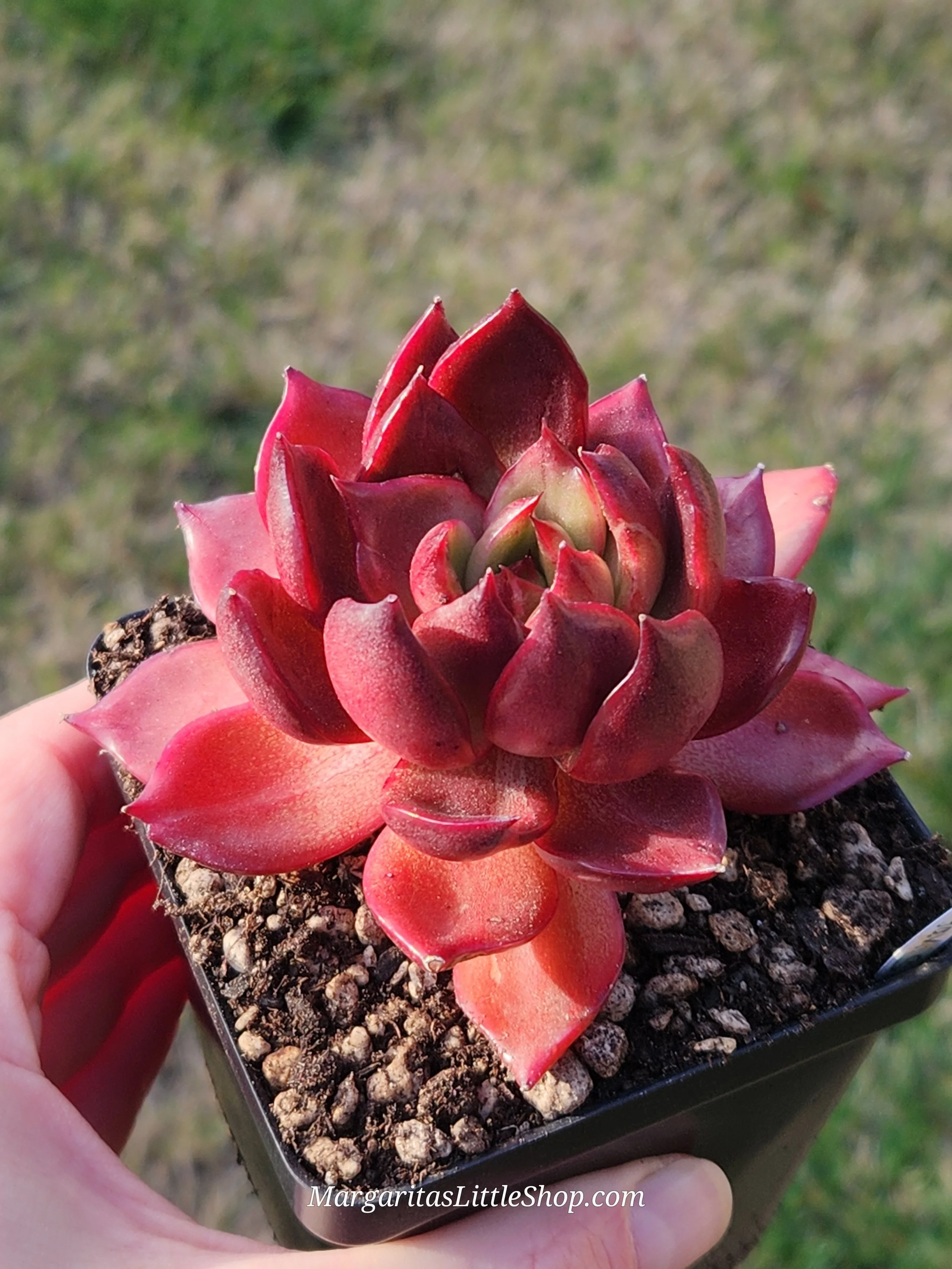 530-A2	Echeveria agavoides 'Signature' f. variegata