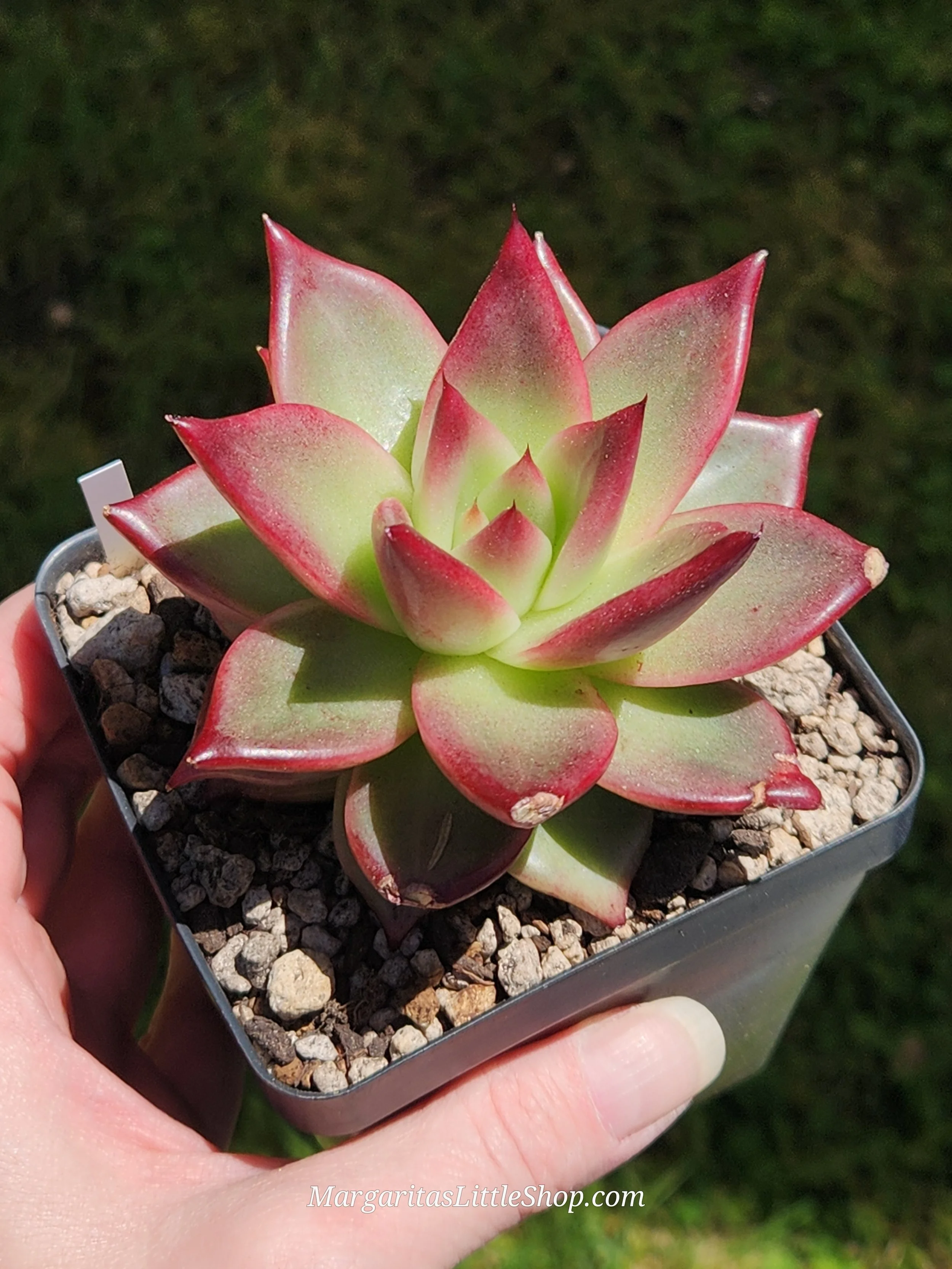 534-C1	Echeveria agavoides 'Hongsi'