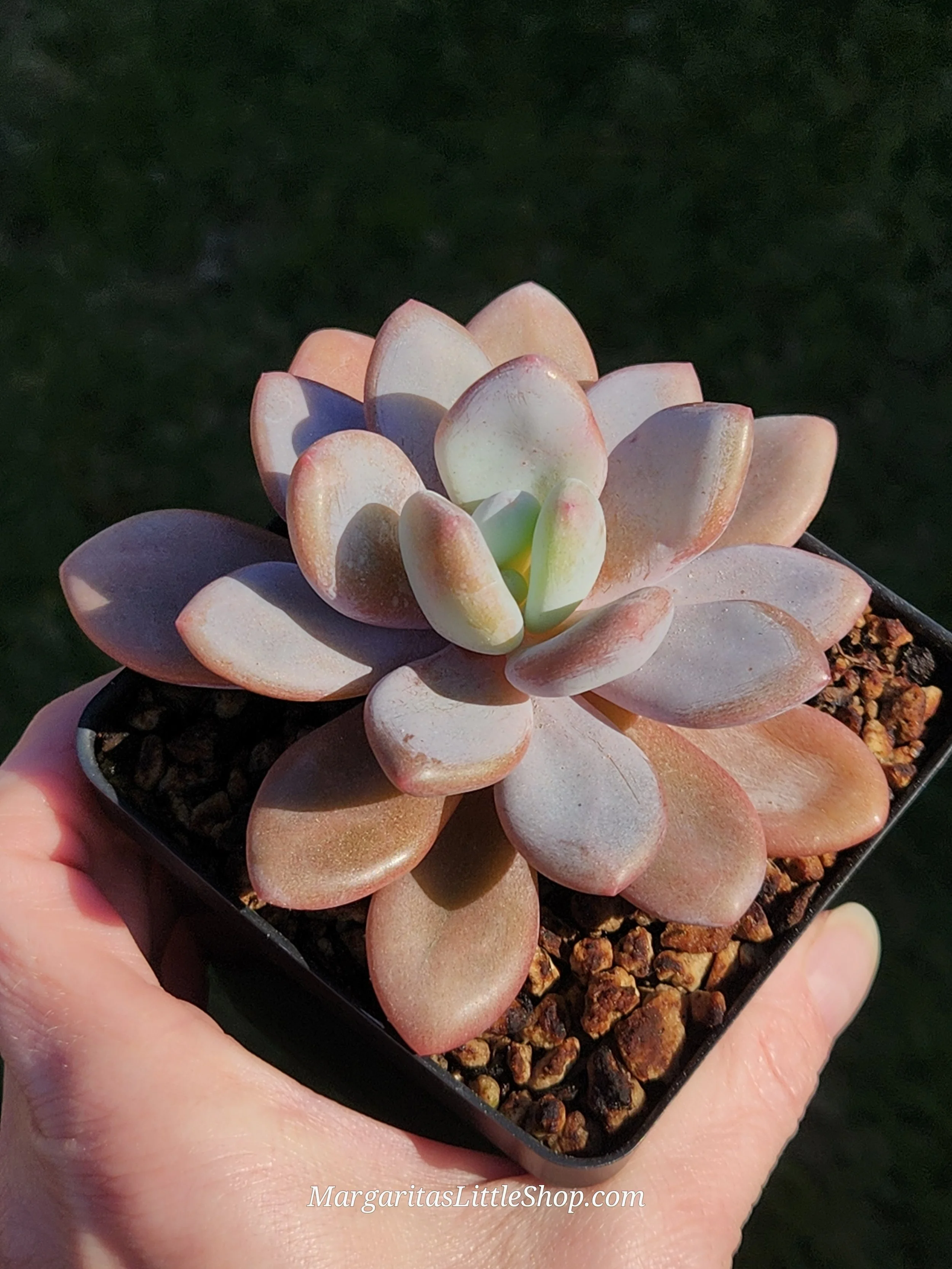 532-B2	Pachyveria 'Laon'