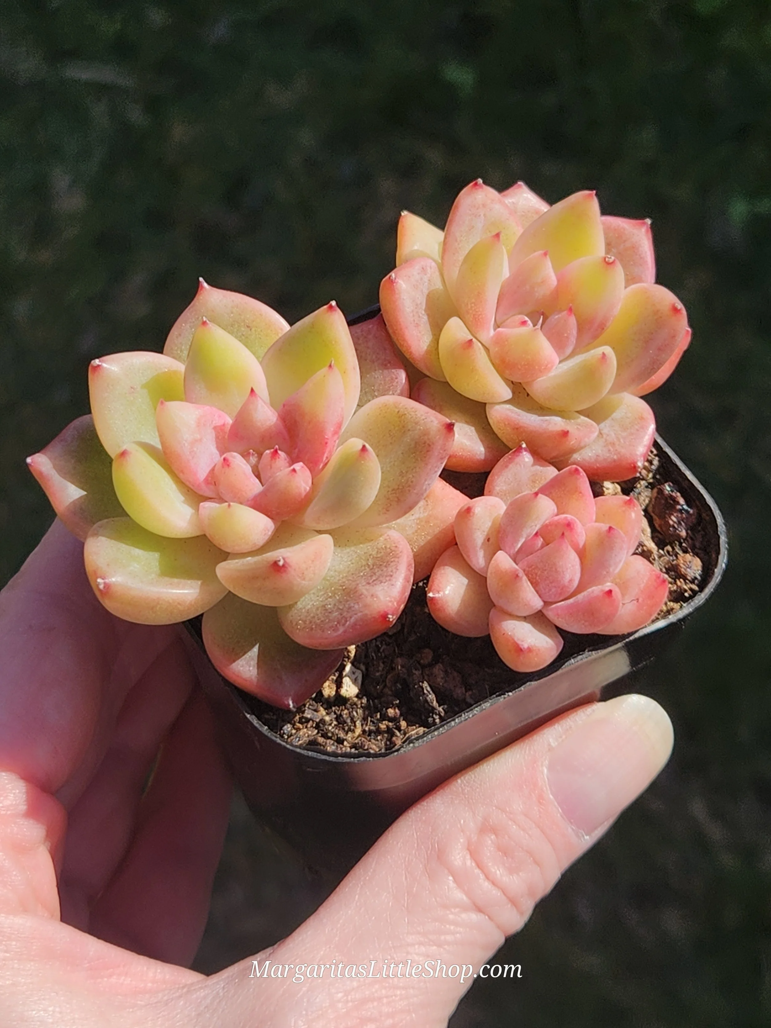 533-D1	Echeveria 'Bonifica'