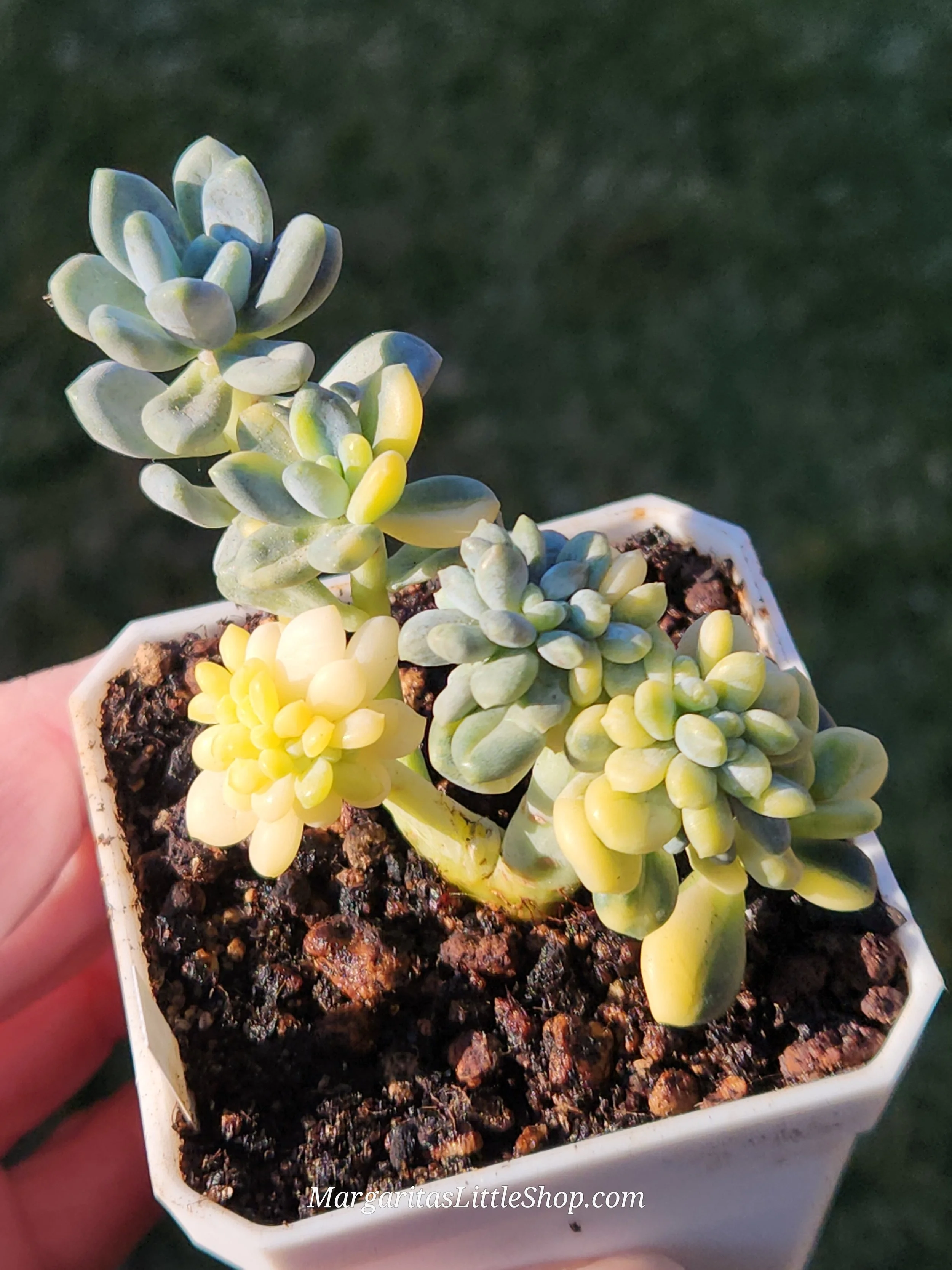 527-A5	Pachyveria pachyphytoides 'Walth' f. variegata cristata