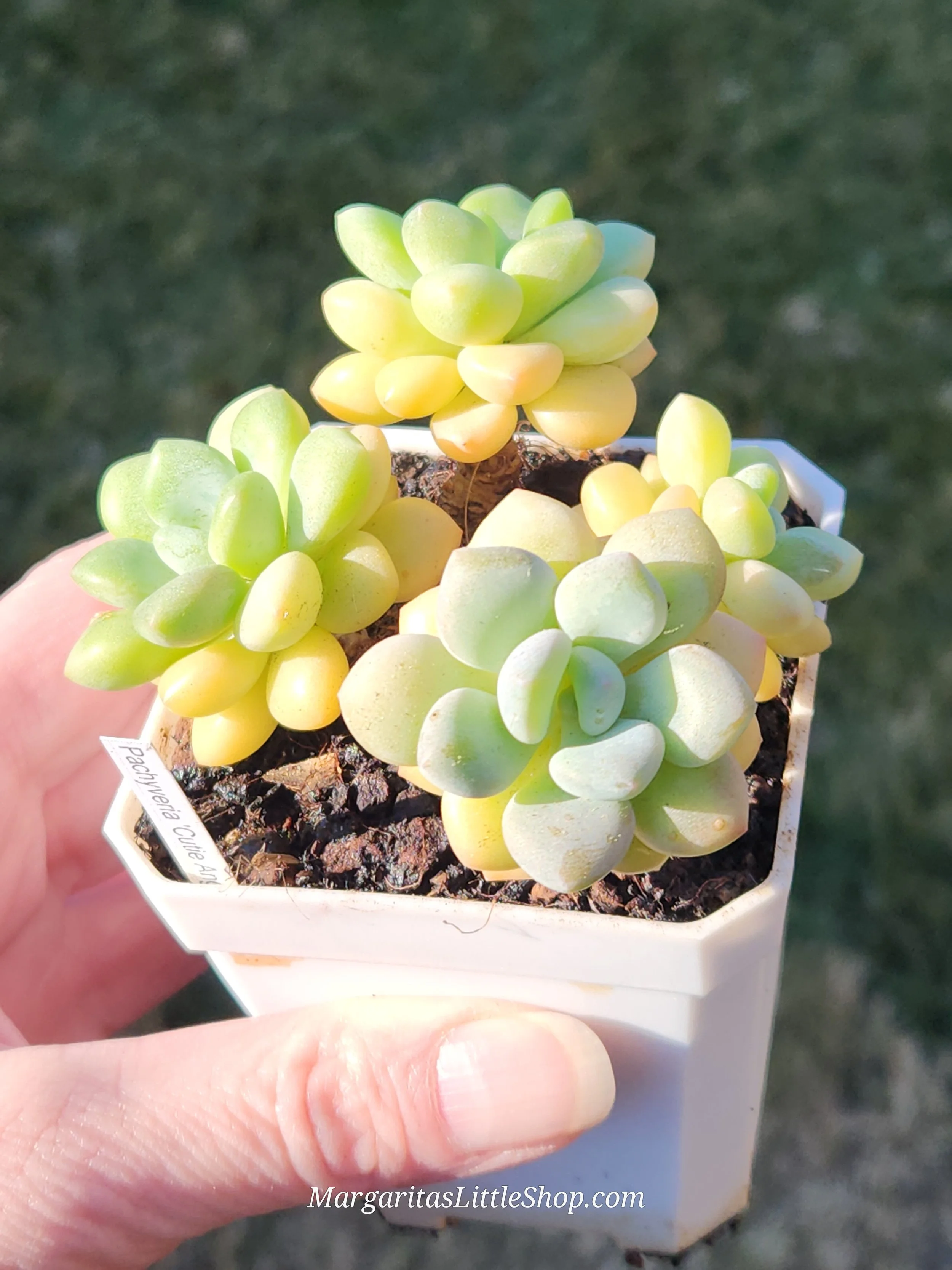 527-A1	Pachyveria 'Cutie Angel'