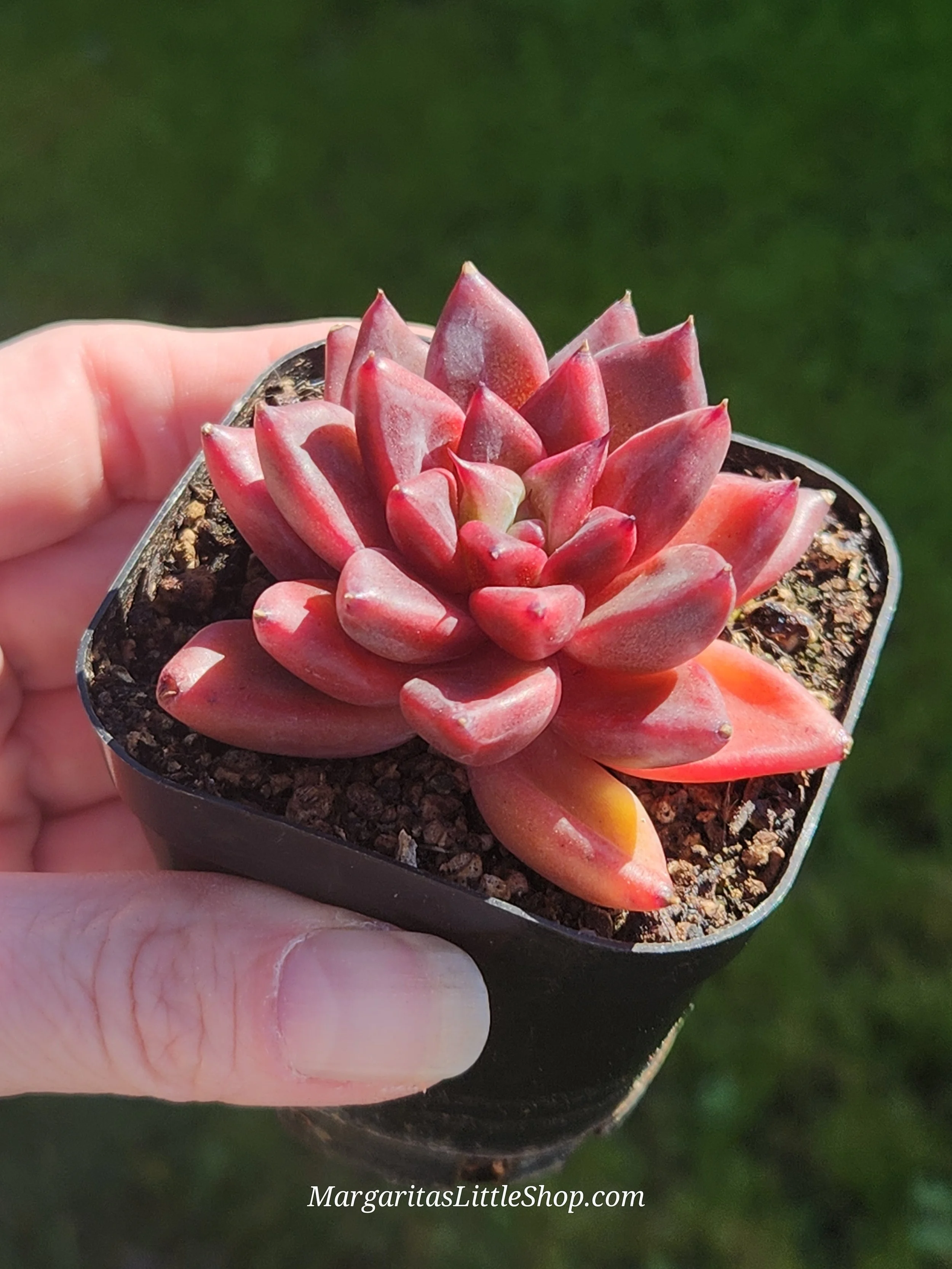 533-B7	Echeveria 'Tremolo'