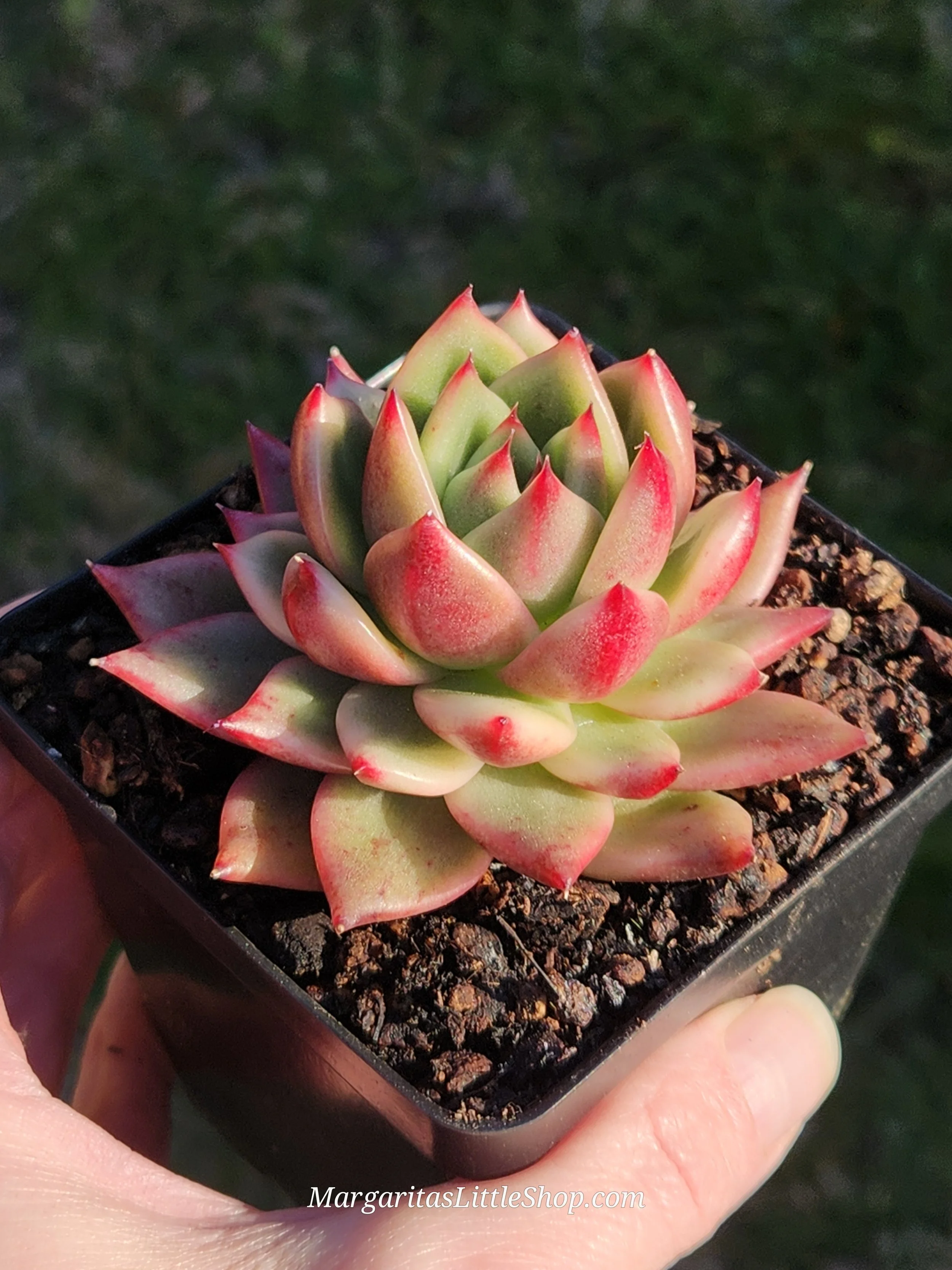 532-C4	Echeveria agavoides 'Amestro' f. variegata