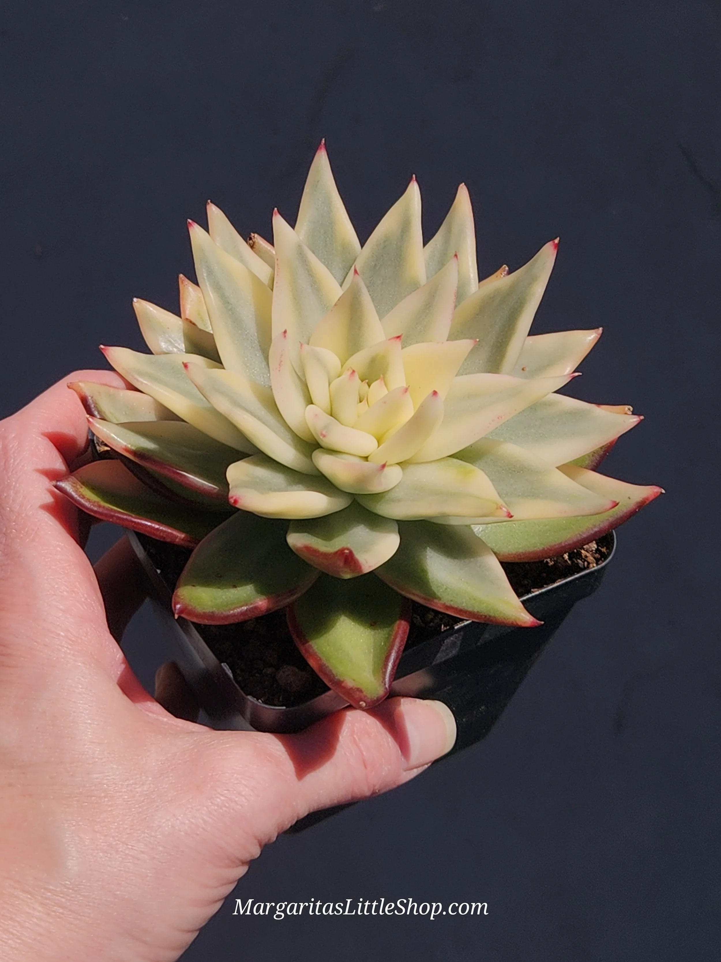 534-B4	Echeveria agavoides 'Golden Diamond' f. variegata
