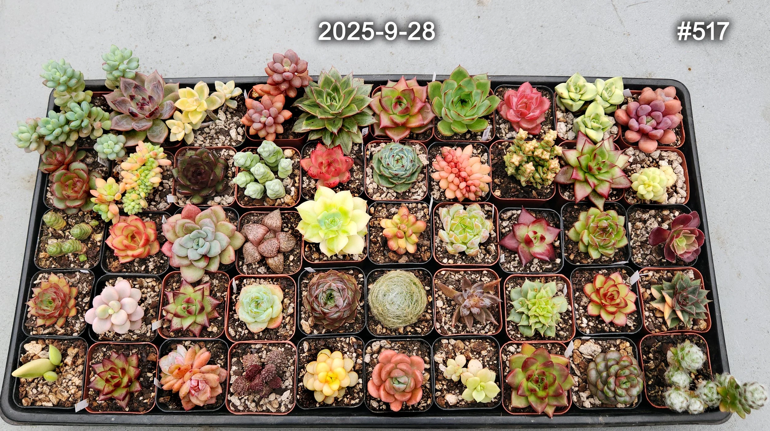 2025-9-28