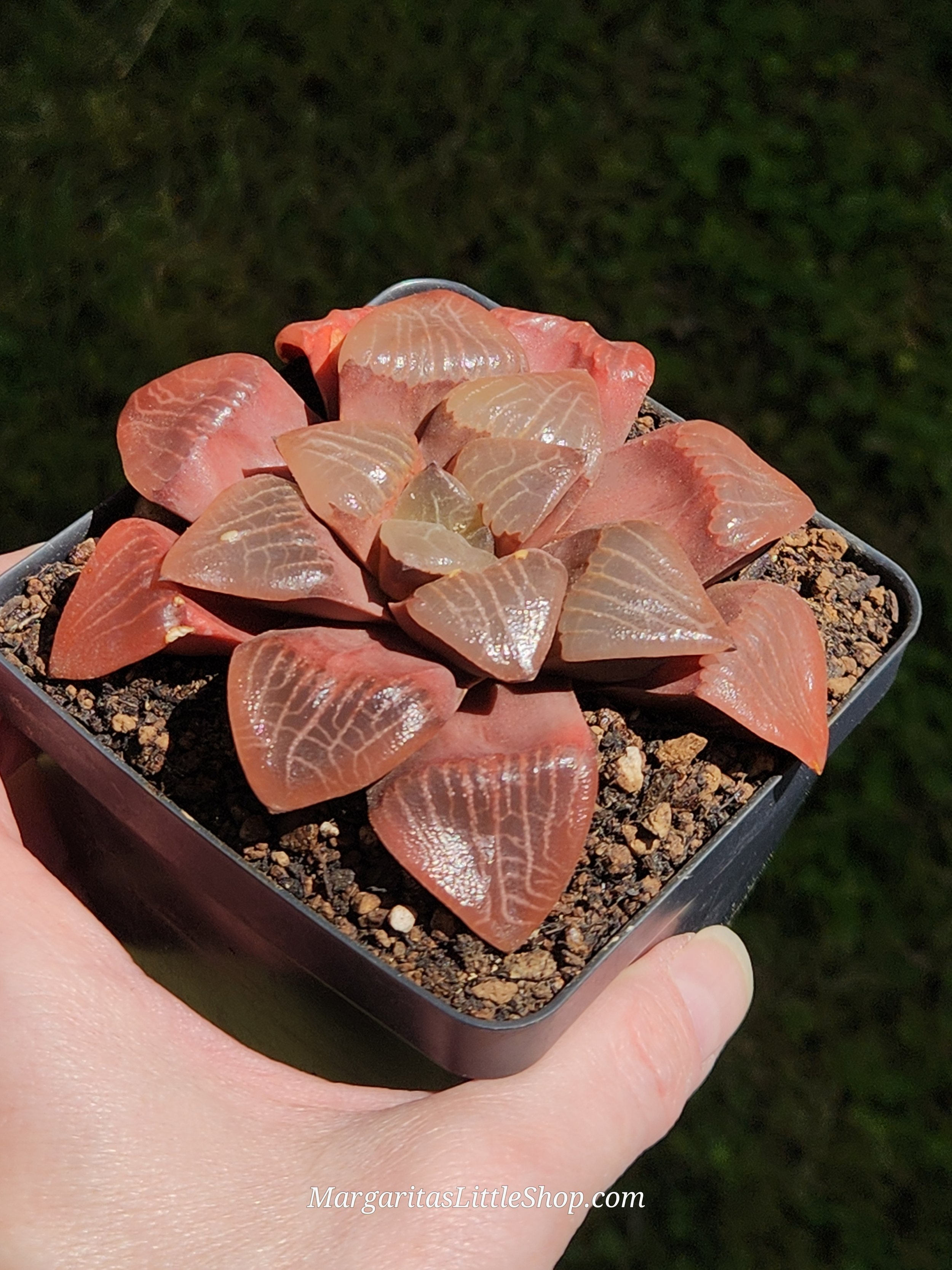 534-C2	Haworthia comptoniana 'Glass'