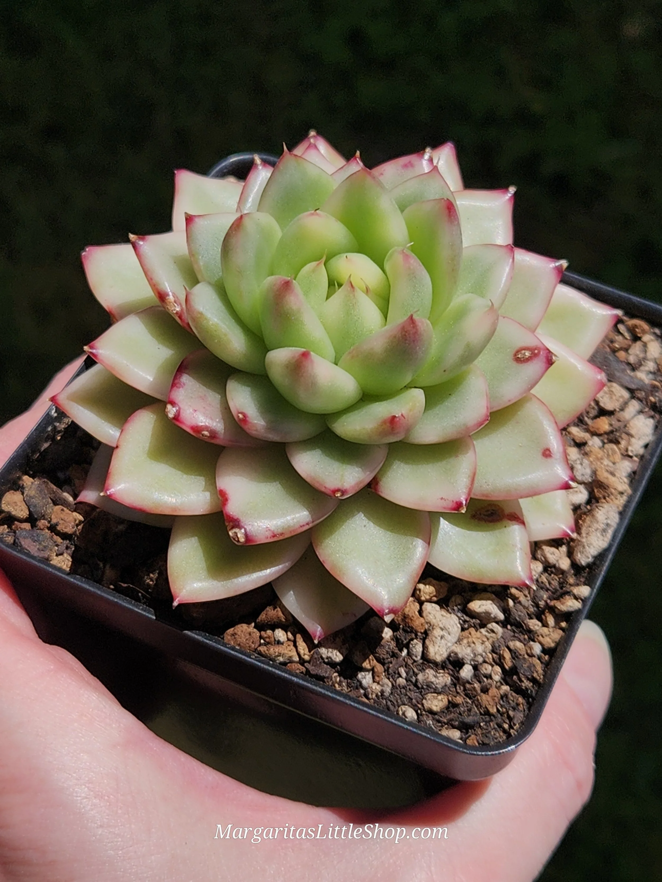 534-C5	Echeveria agavoides 'Royal Chanel' f. variegata
