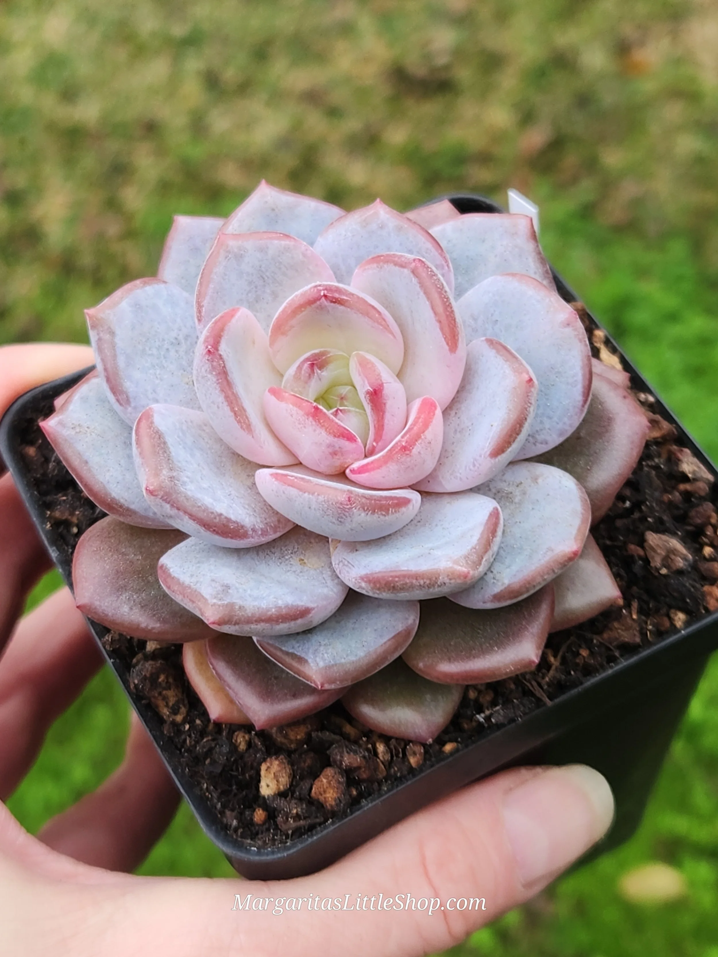 528-B3	Echeveria 'Starmark'