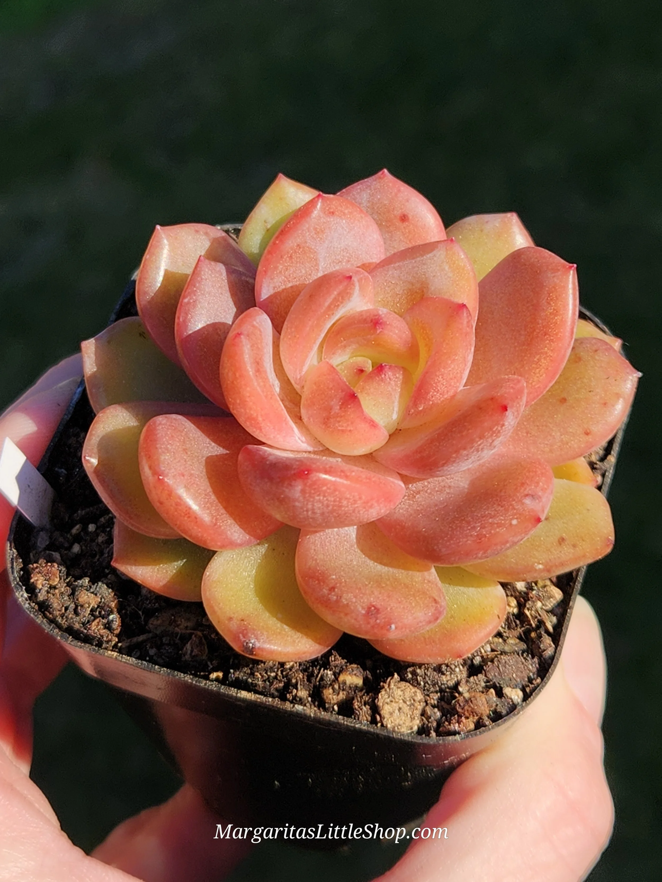 531-D1	Echeveria 'Starmark'