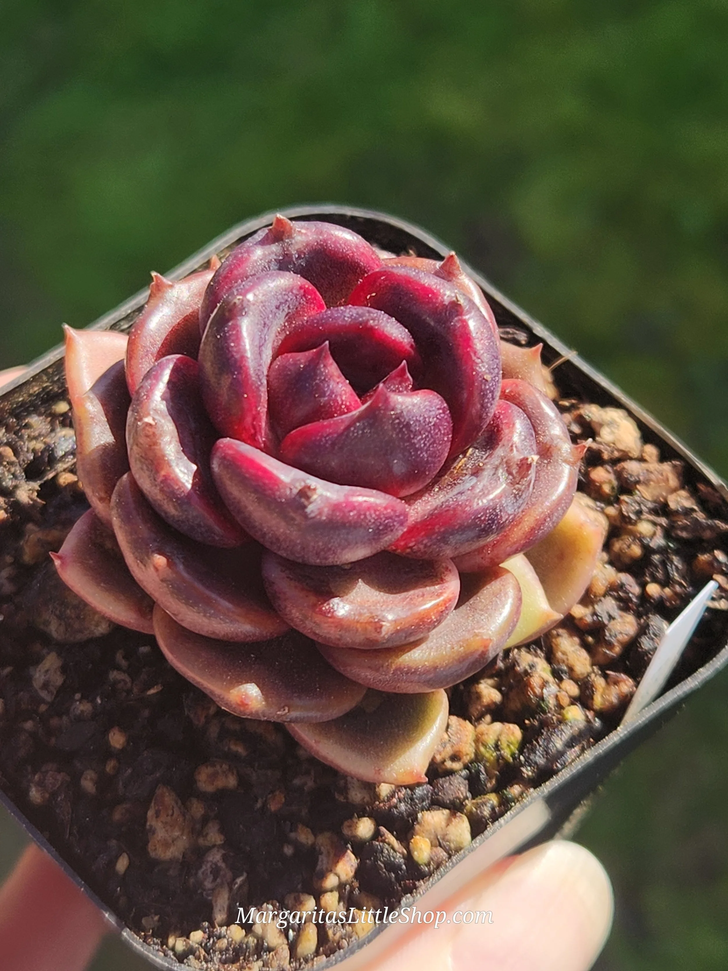 533-C2	Echeveria 'Gold Wine'