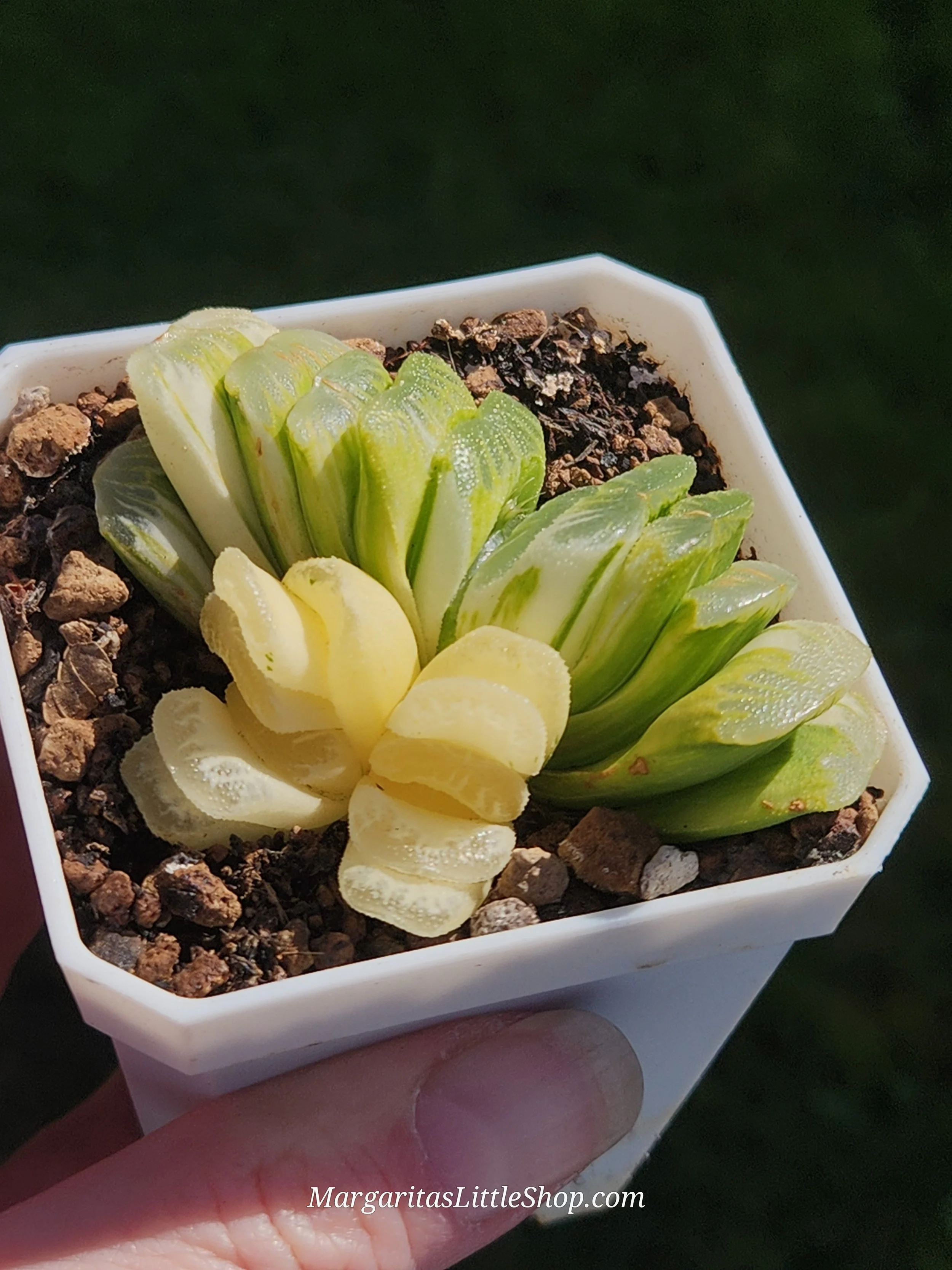 533-B6	Haworthia 'Seiko Hishiki'