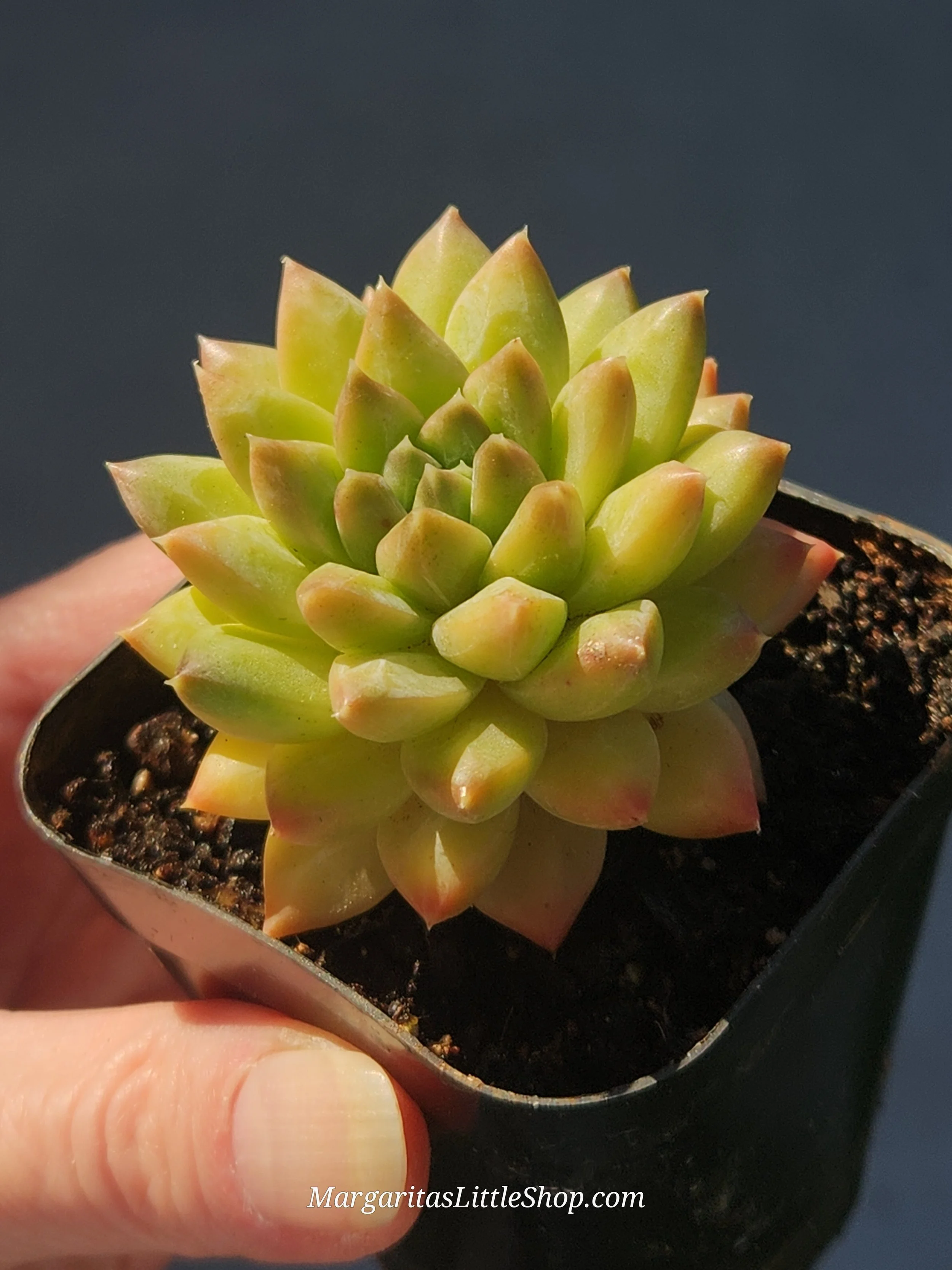533-C1	Pachyphytum 'Unicorn'