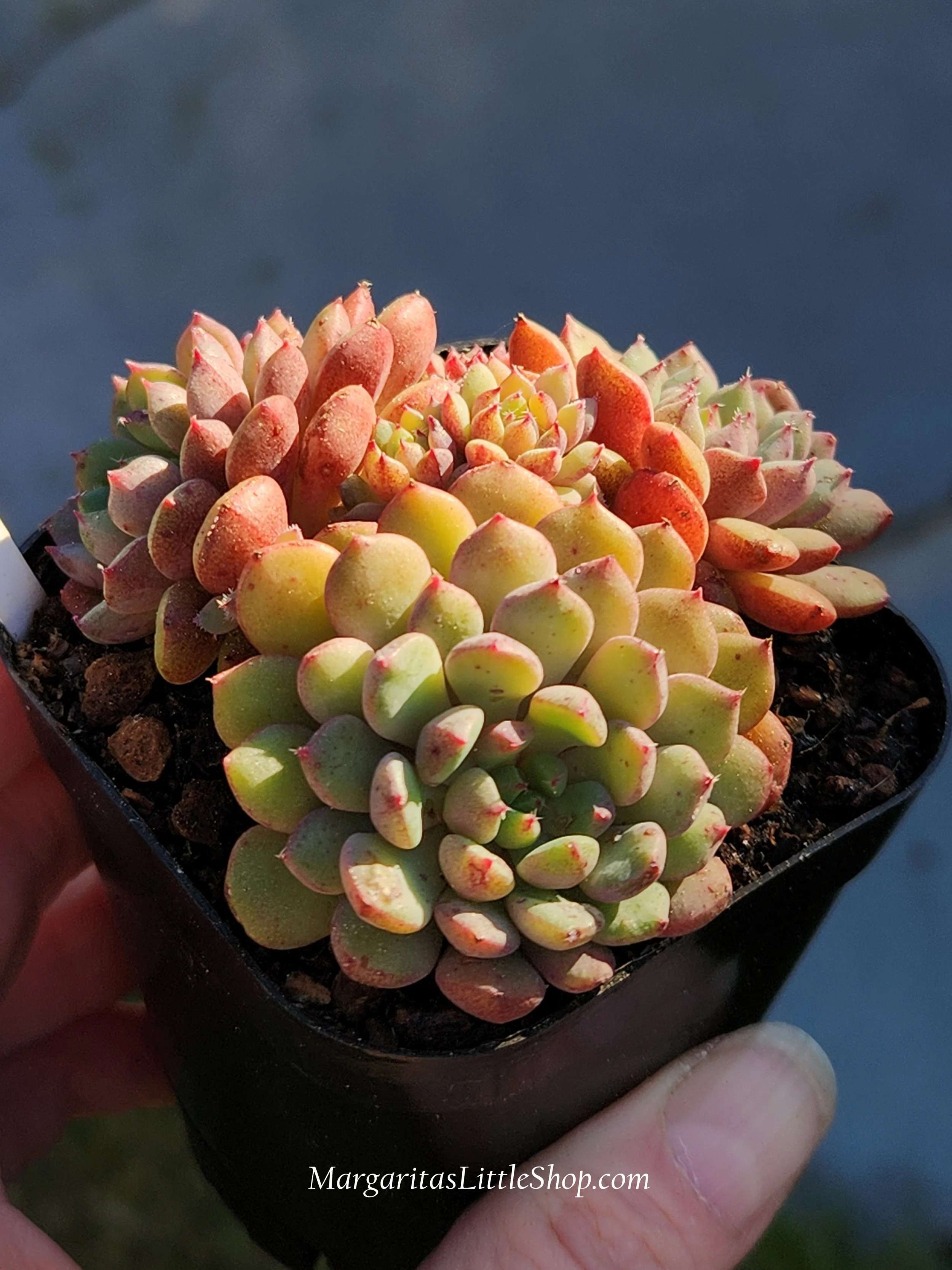 531-B6	Echeveria 'Green Surf'