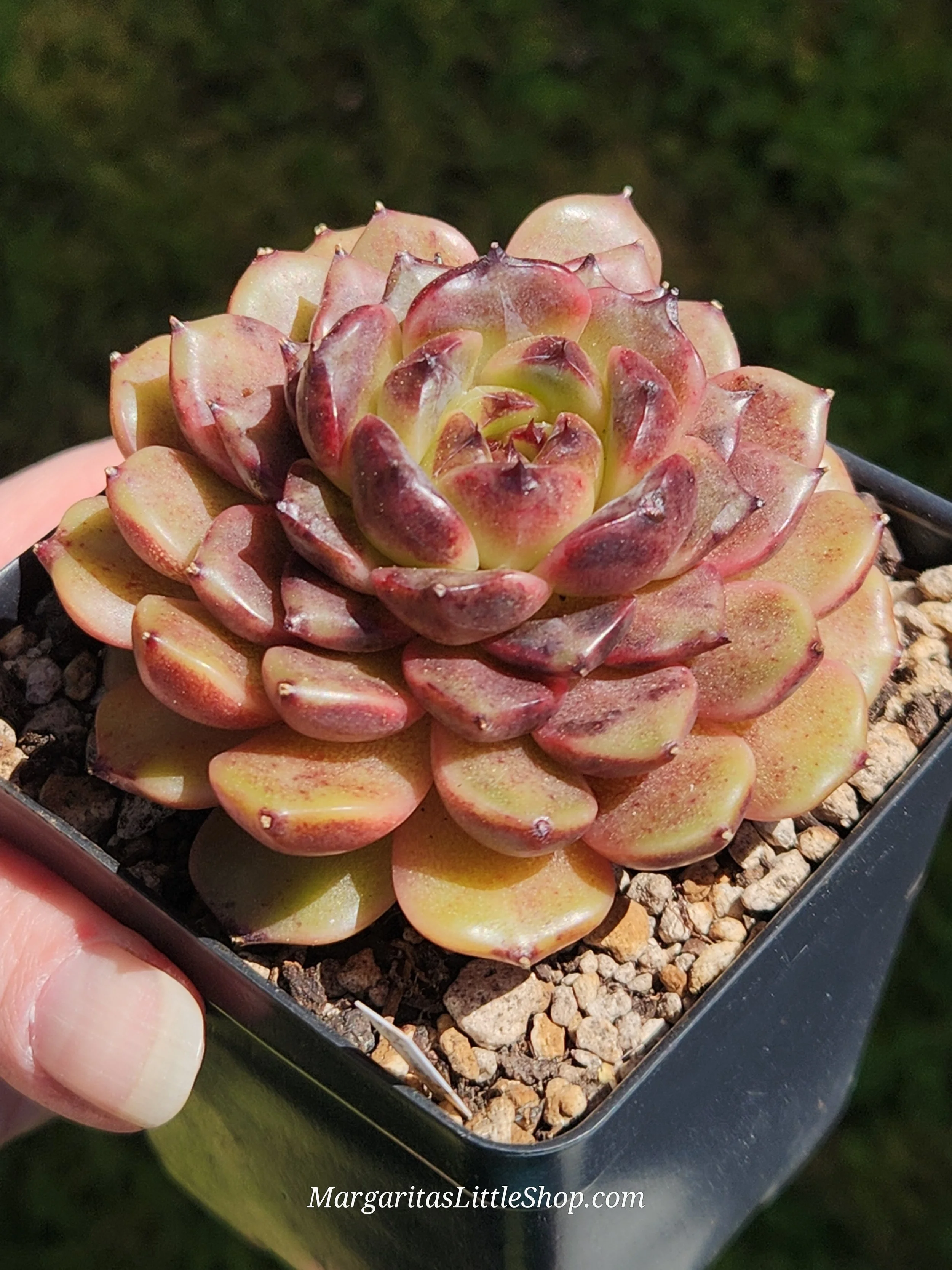 534-B3	Echeveria 'Cindy'
