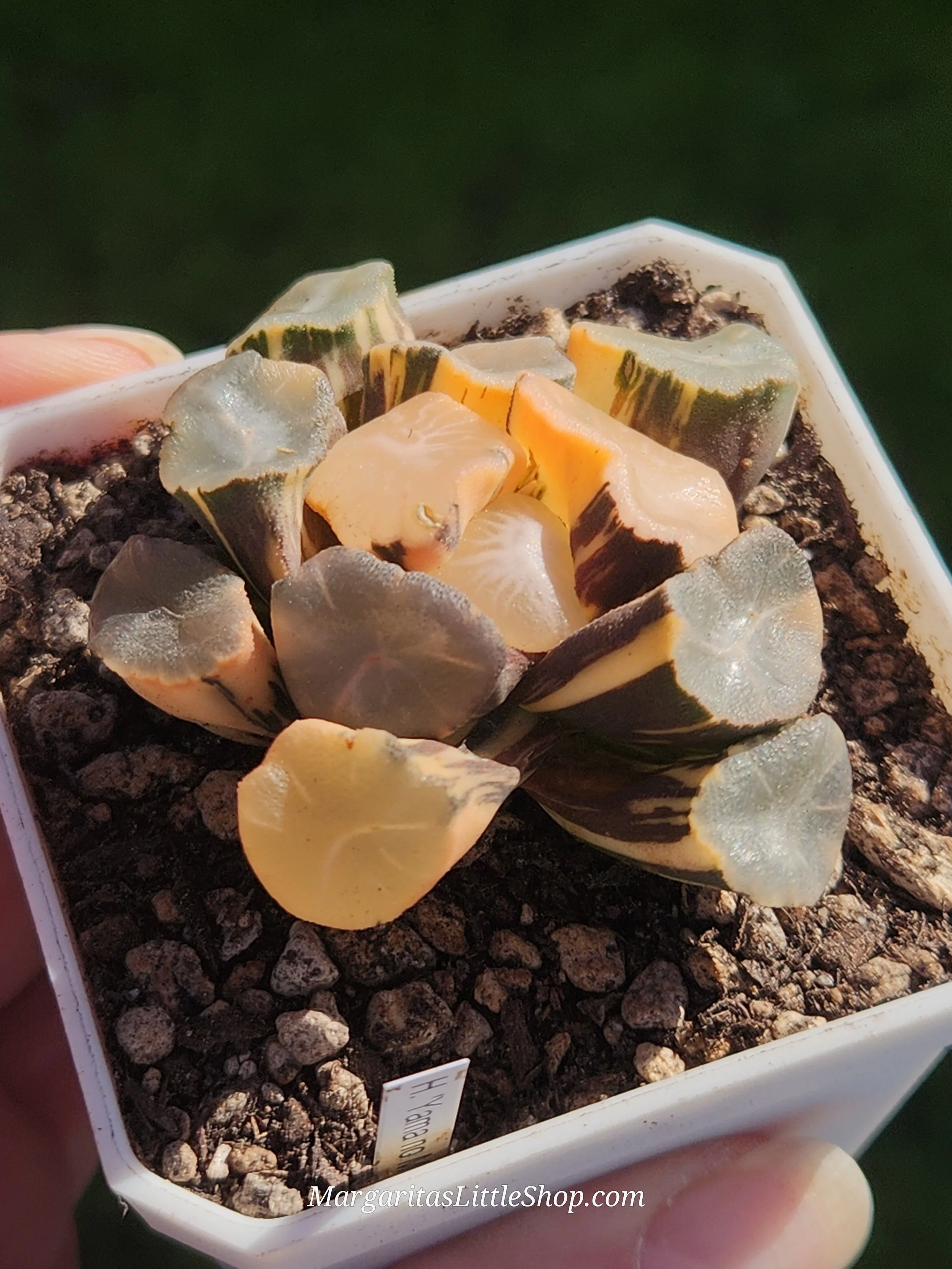 533-B5	Haworthia 'Yama no Midori' f.  variegata