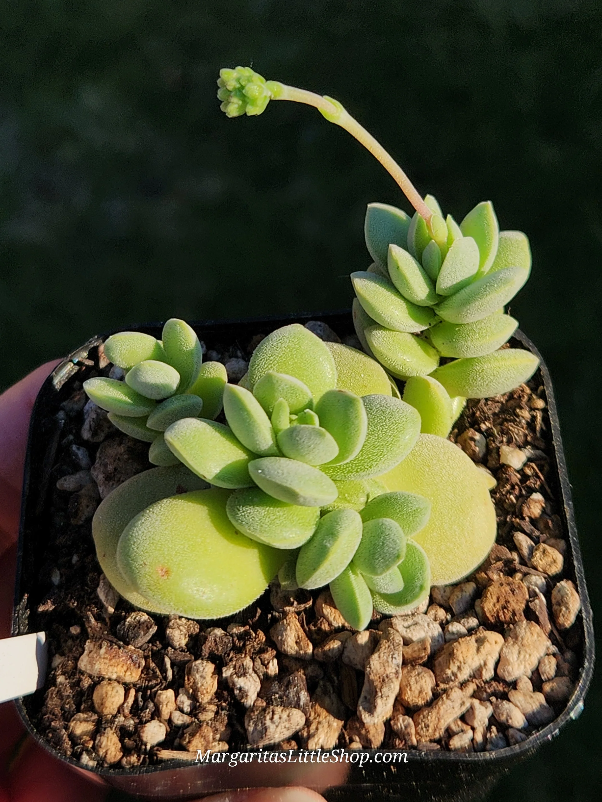 531-D6	Crassula sericea var. velutina