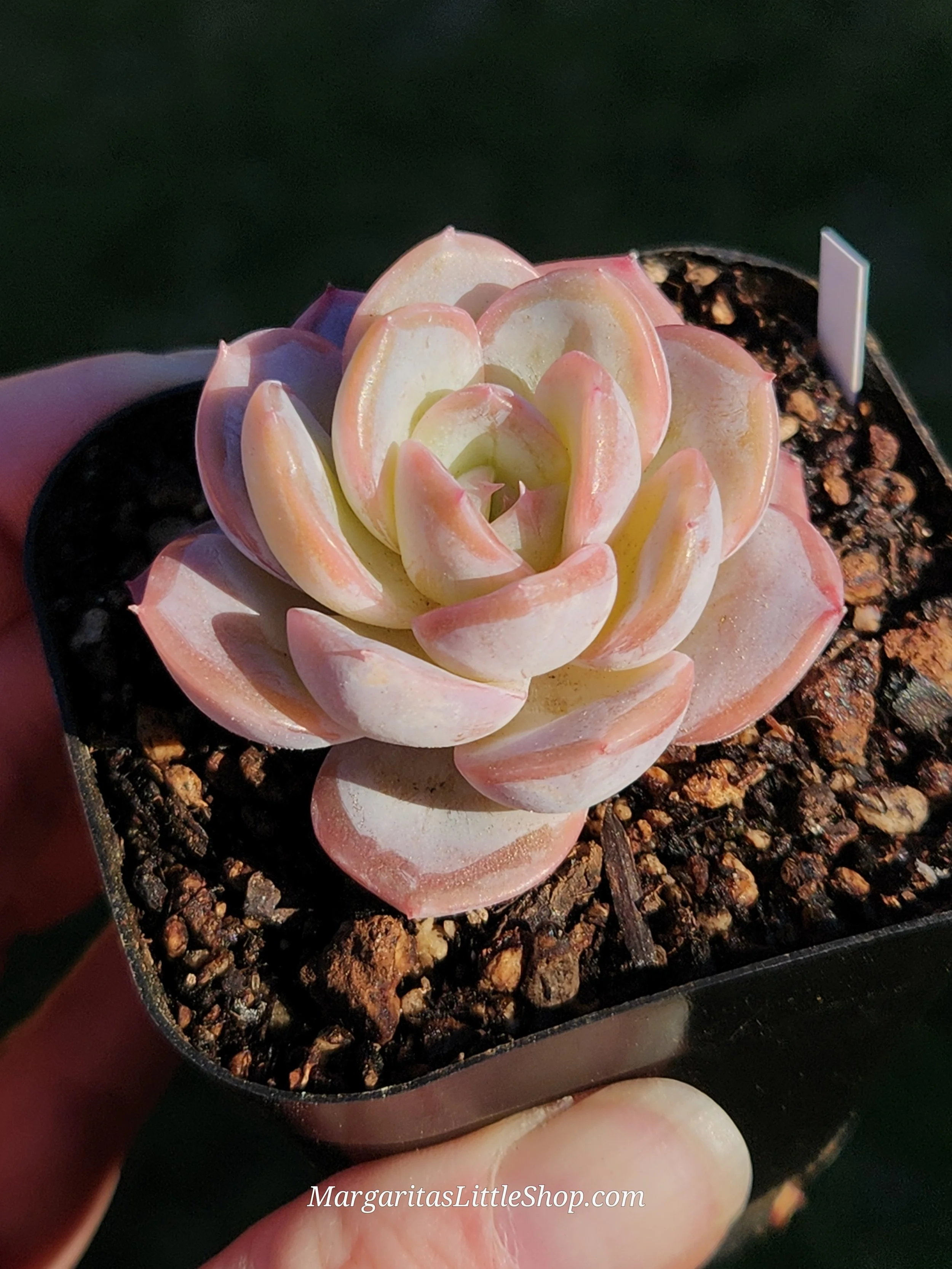 531-D2	Echeveria 'Prada'