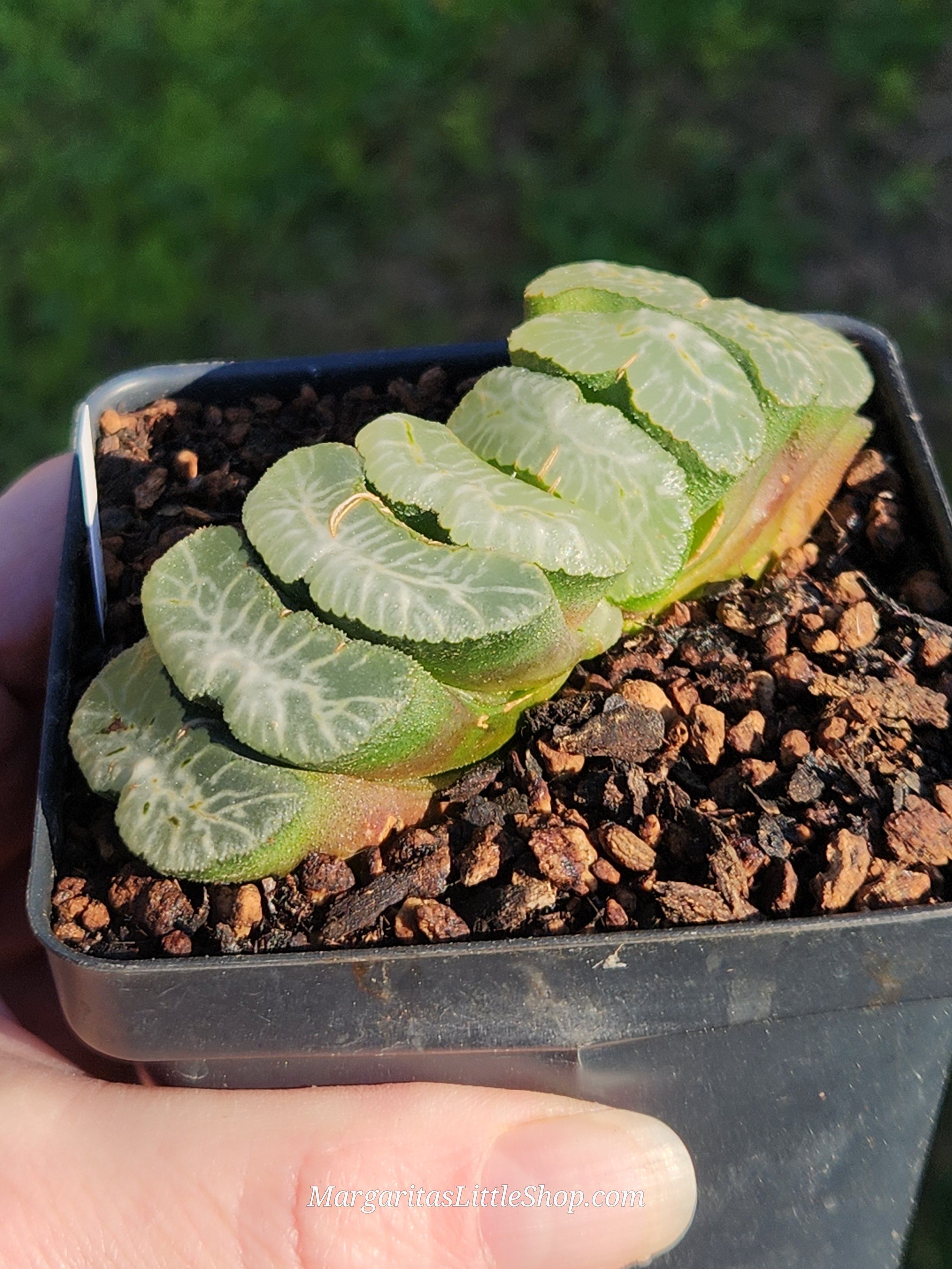 532-C5	Haworthia truncata 'Seiryu'
