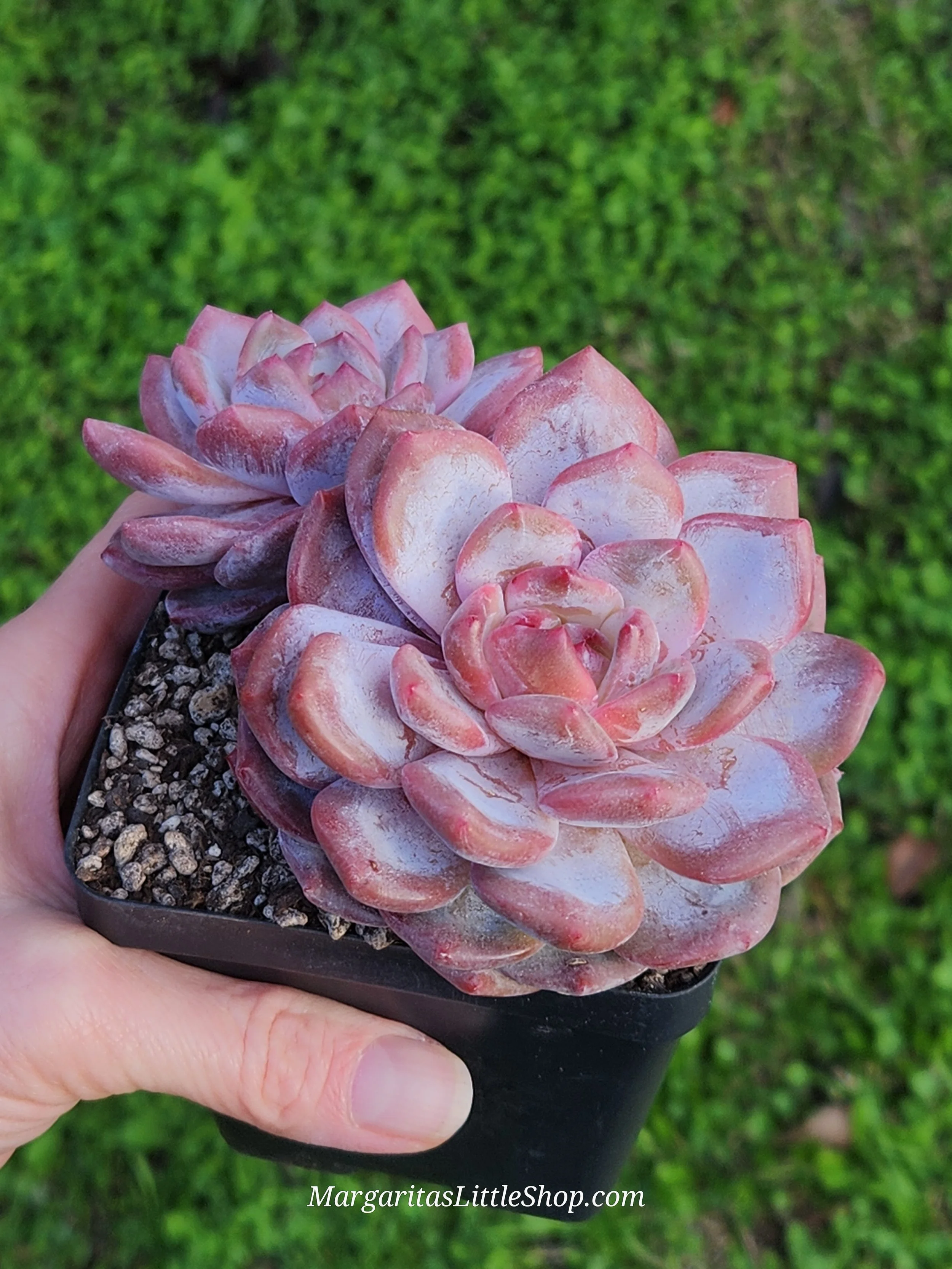 530-A6	Echeveria 'Laulindsayana Monroe'