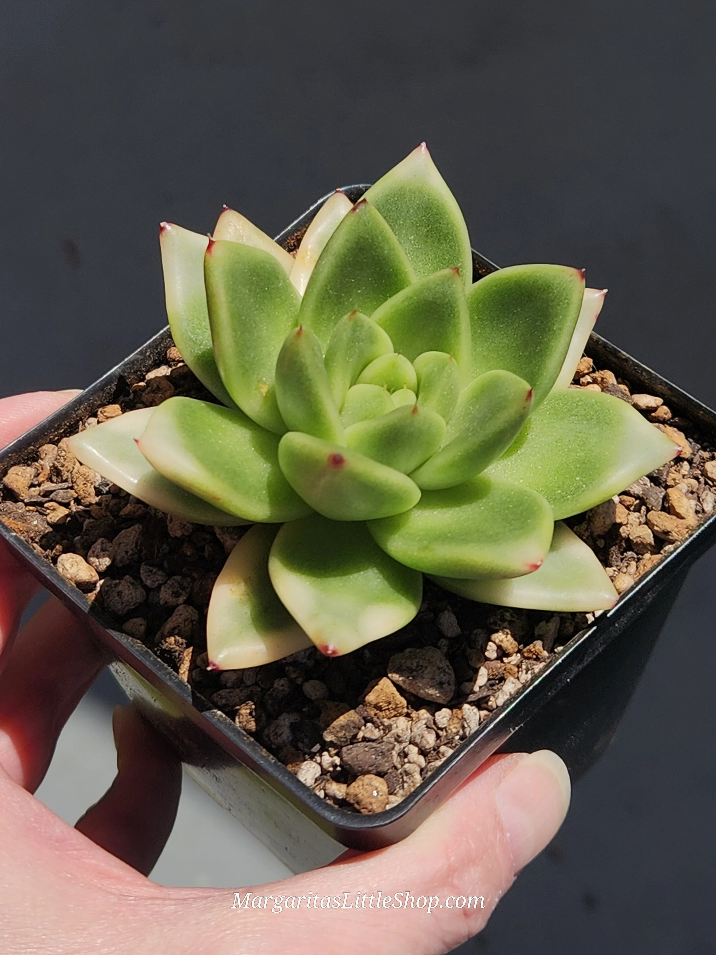 534-B2	Echeveria agavoides 'Maria' f. variegata