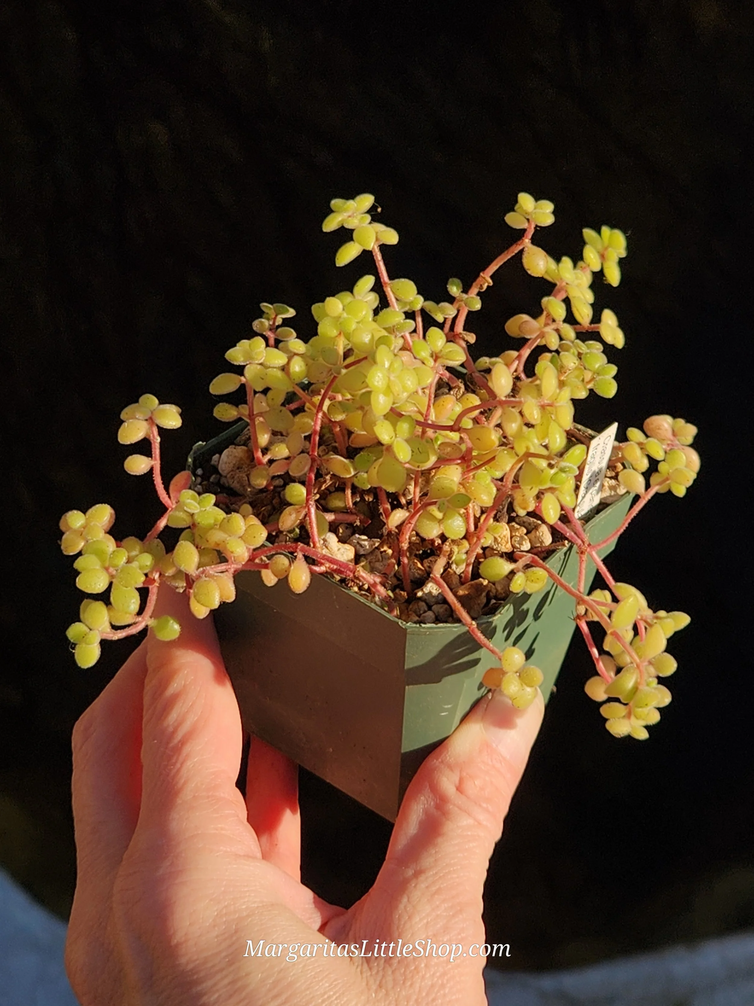 531-D8	Crassula expansa subsp. fragilis