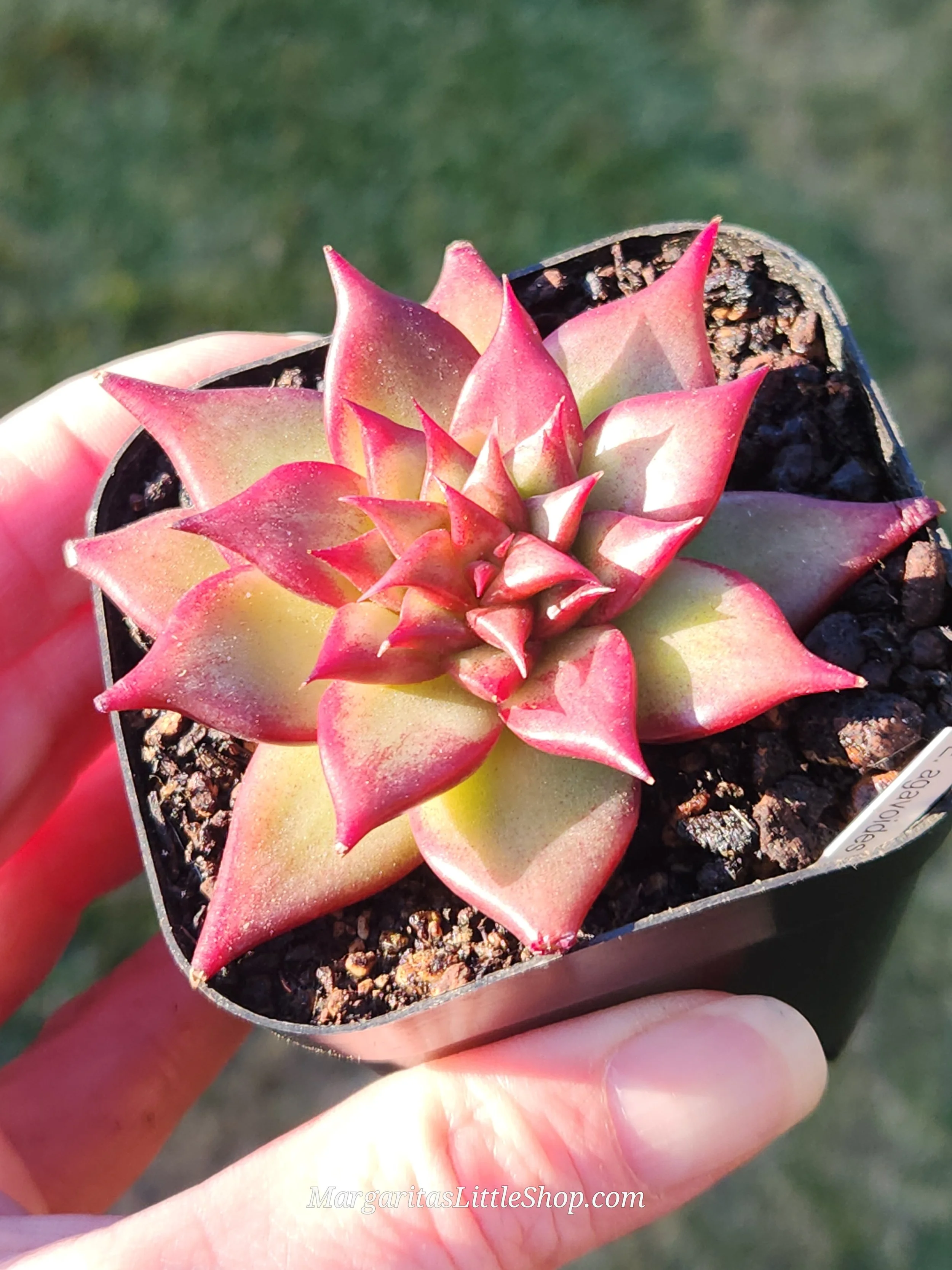 527-B3	Echeveria agavoides 'Luming'