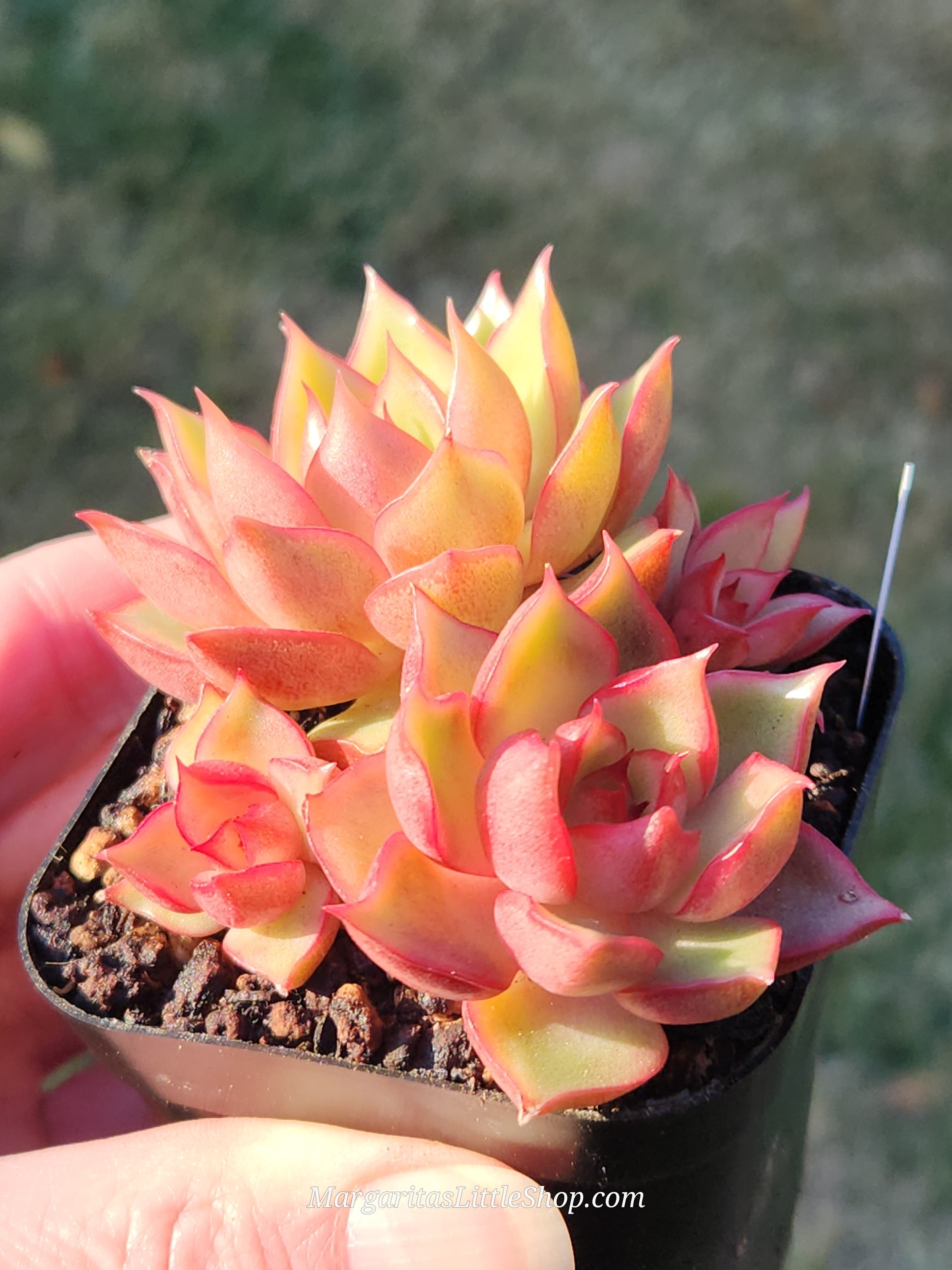 527-D1	Echeveria agavoides 'Pink Dragon'