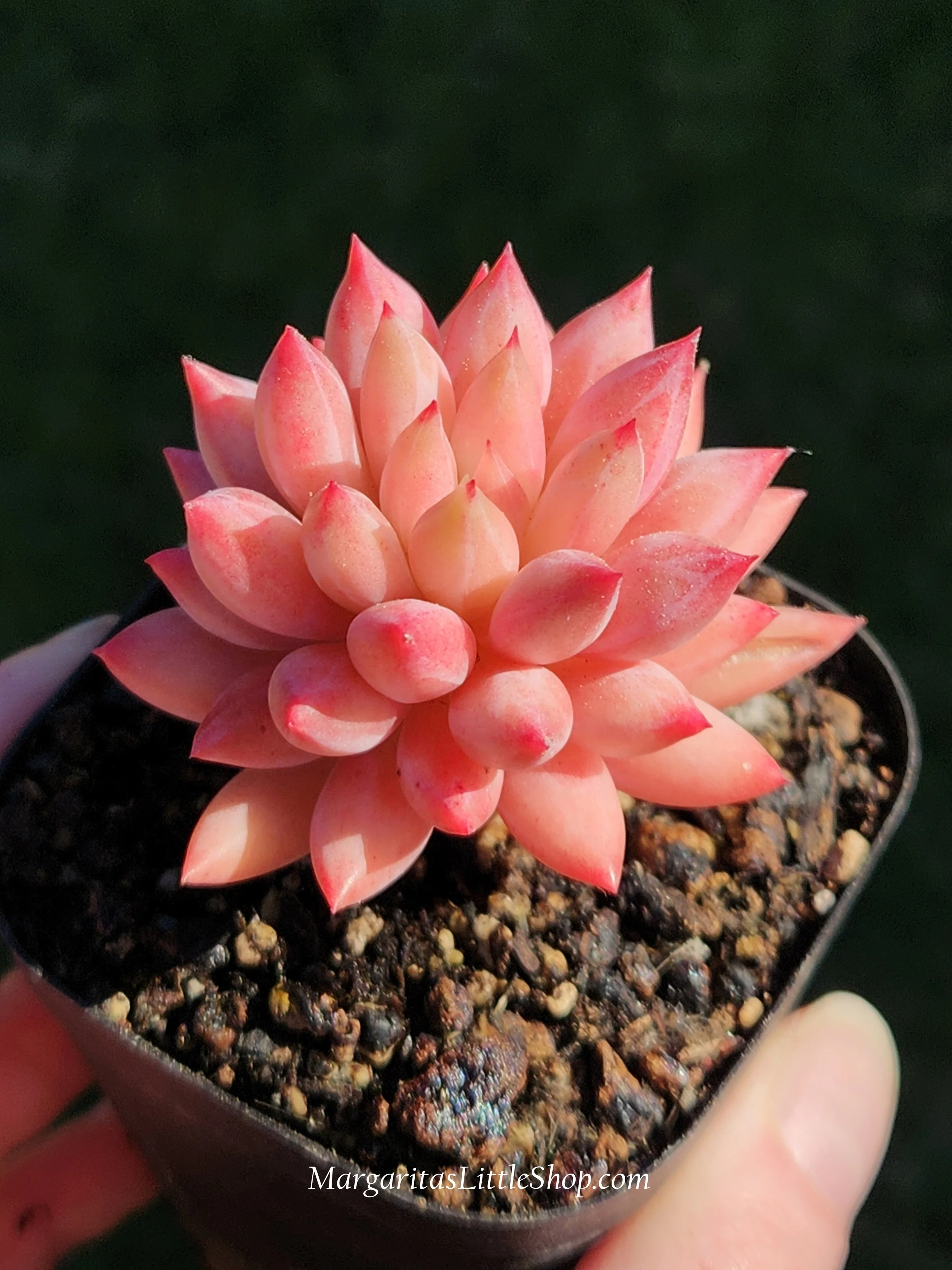 531-B1	Pachyveria 'Goldfish'