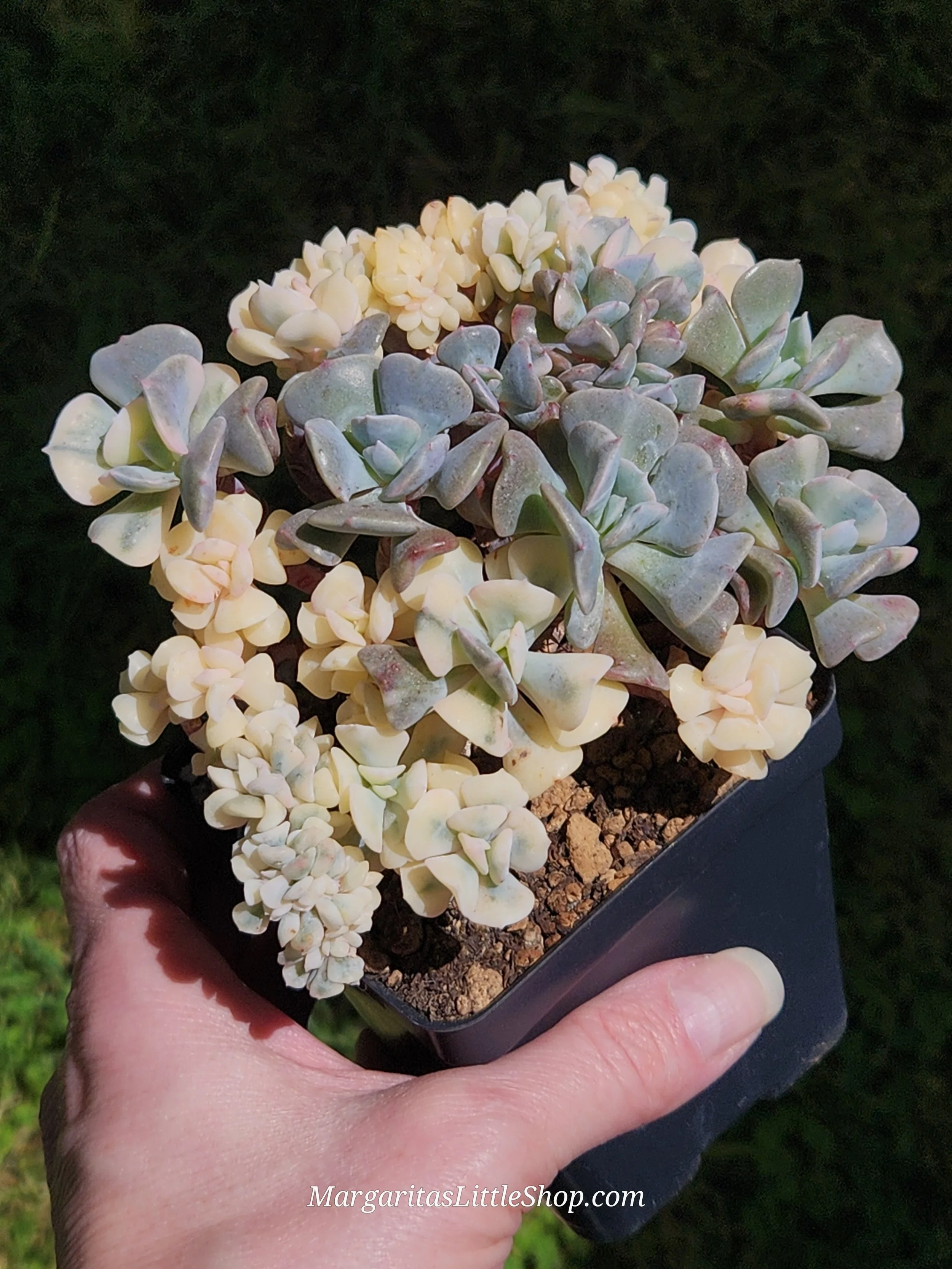 534-A3	Echeveria 'Cubic Frost' f. variegata cristata