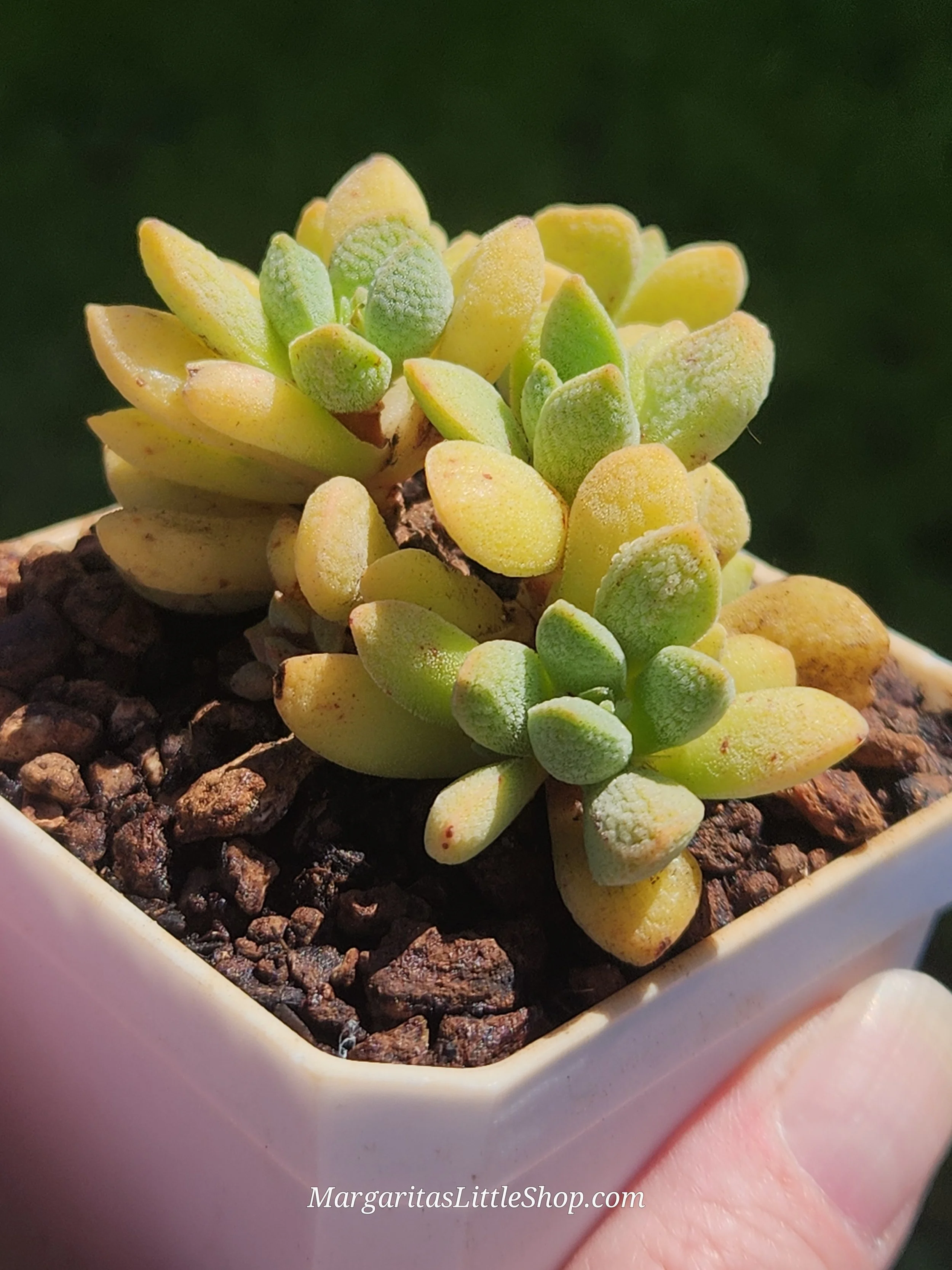 533-B8	Crassula tecta x Crassula ausensis subsp. titanopsis