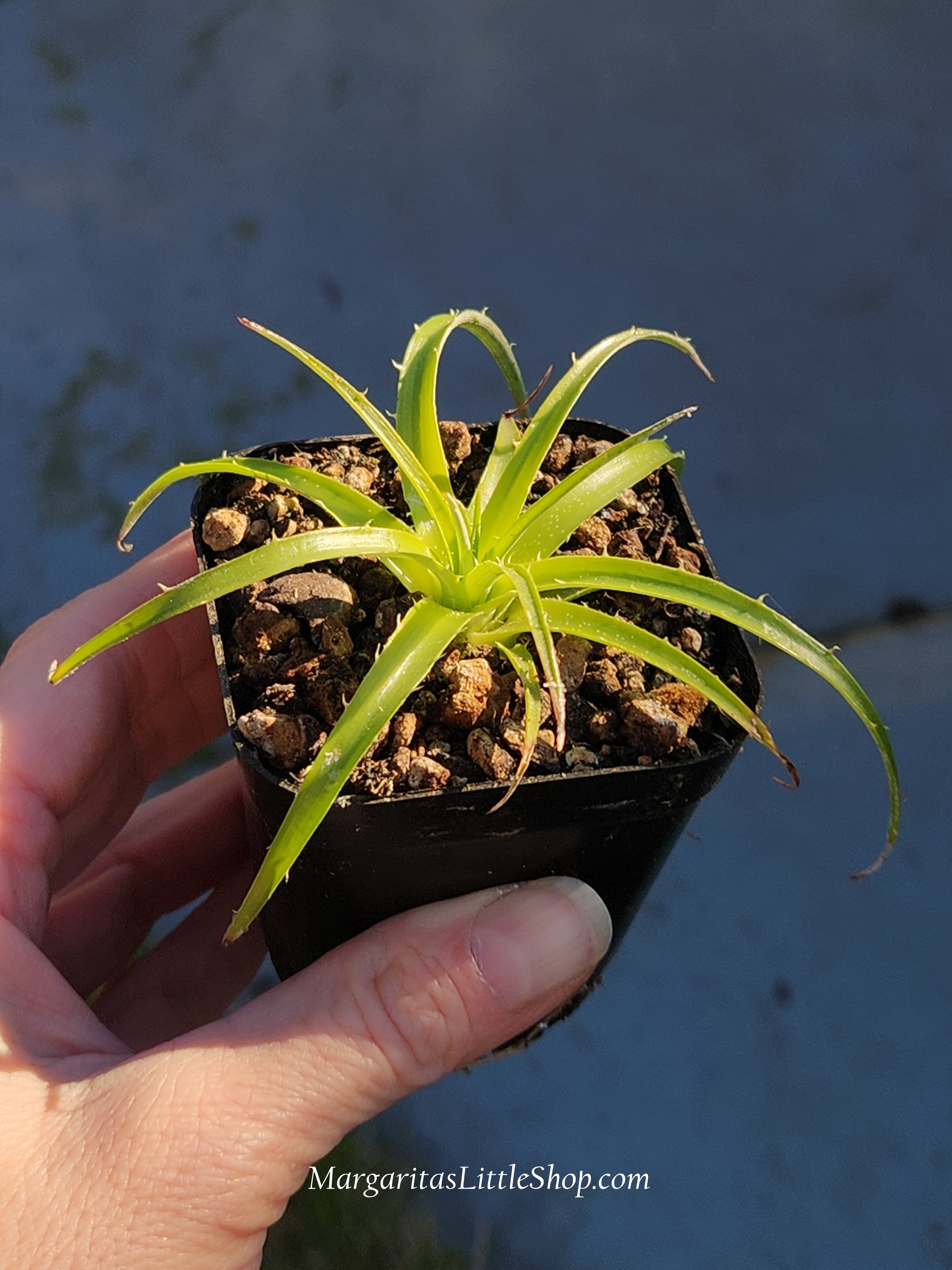 531-B4	Puya berteroniana