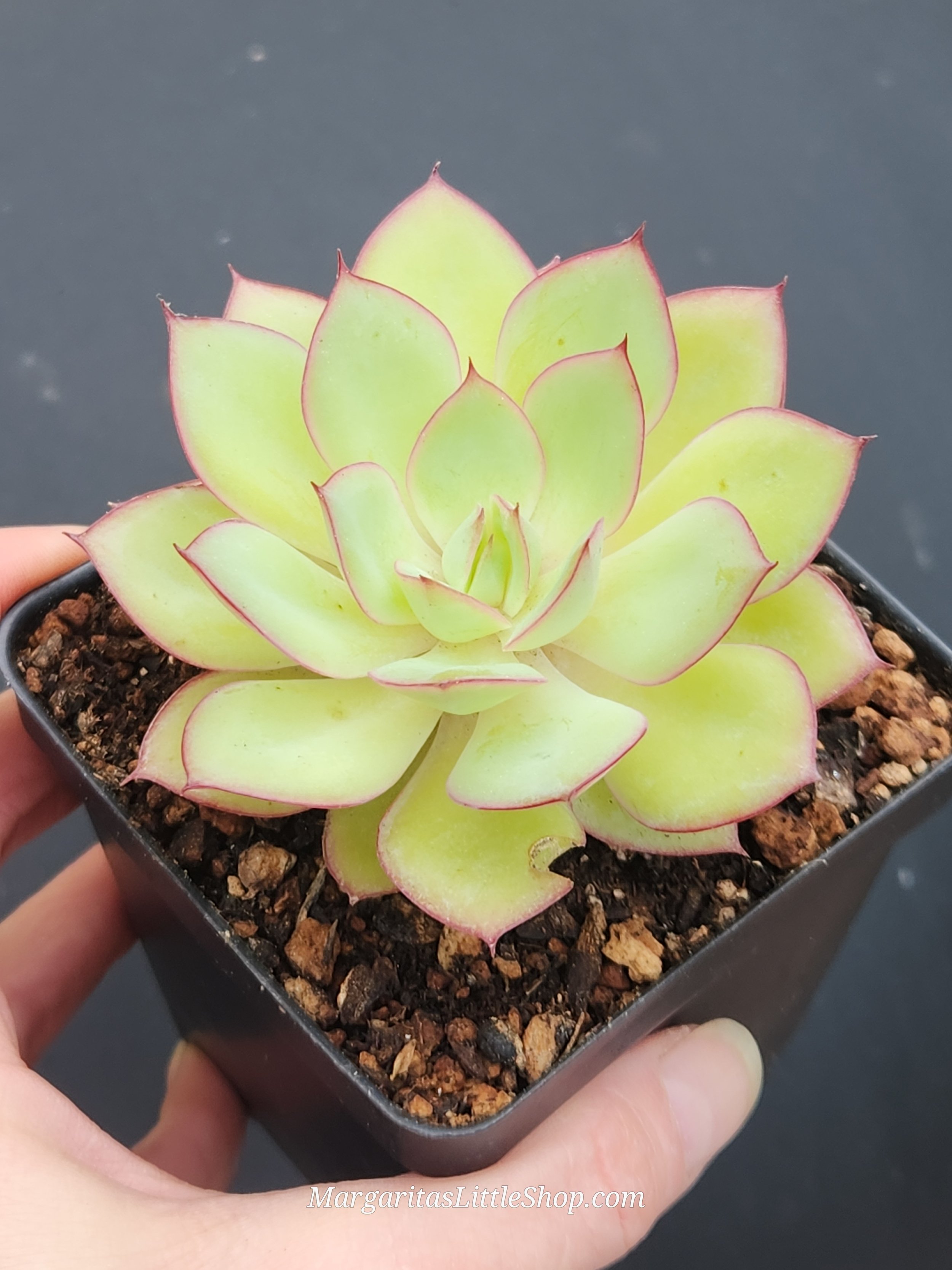 528-B5	Echeveria 'Panamera'