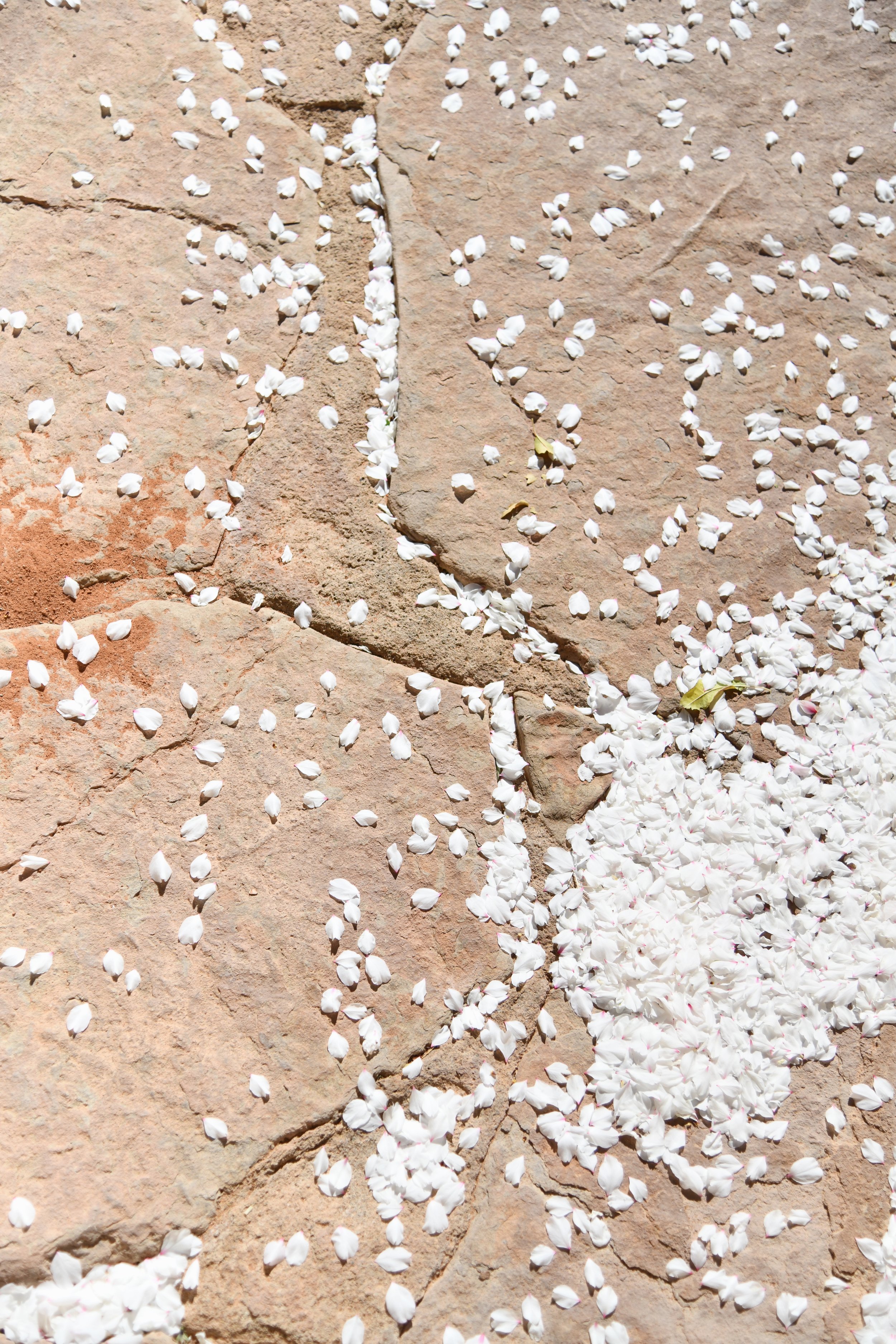 nature practising kintsugi