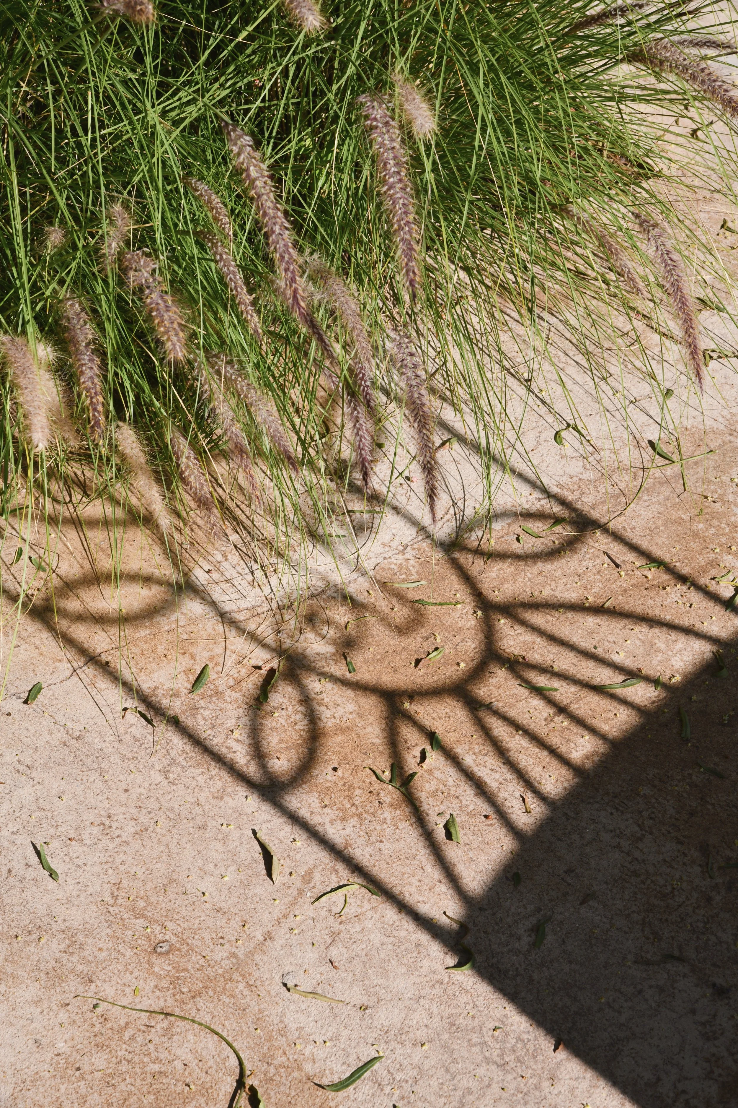 Pink Pepper House Architectural Photographer Essaouira Refined Garden 3.jpg