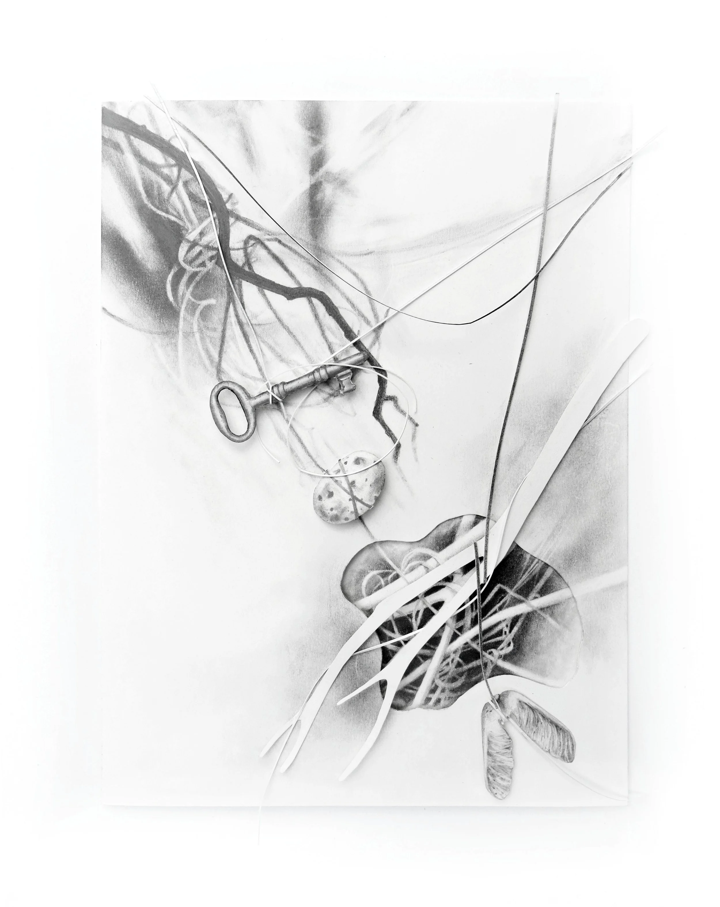 Thickets and Tangles #1 2019
graphite on paper