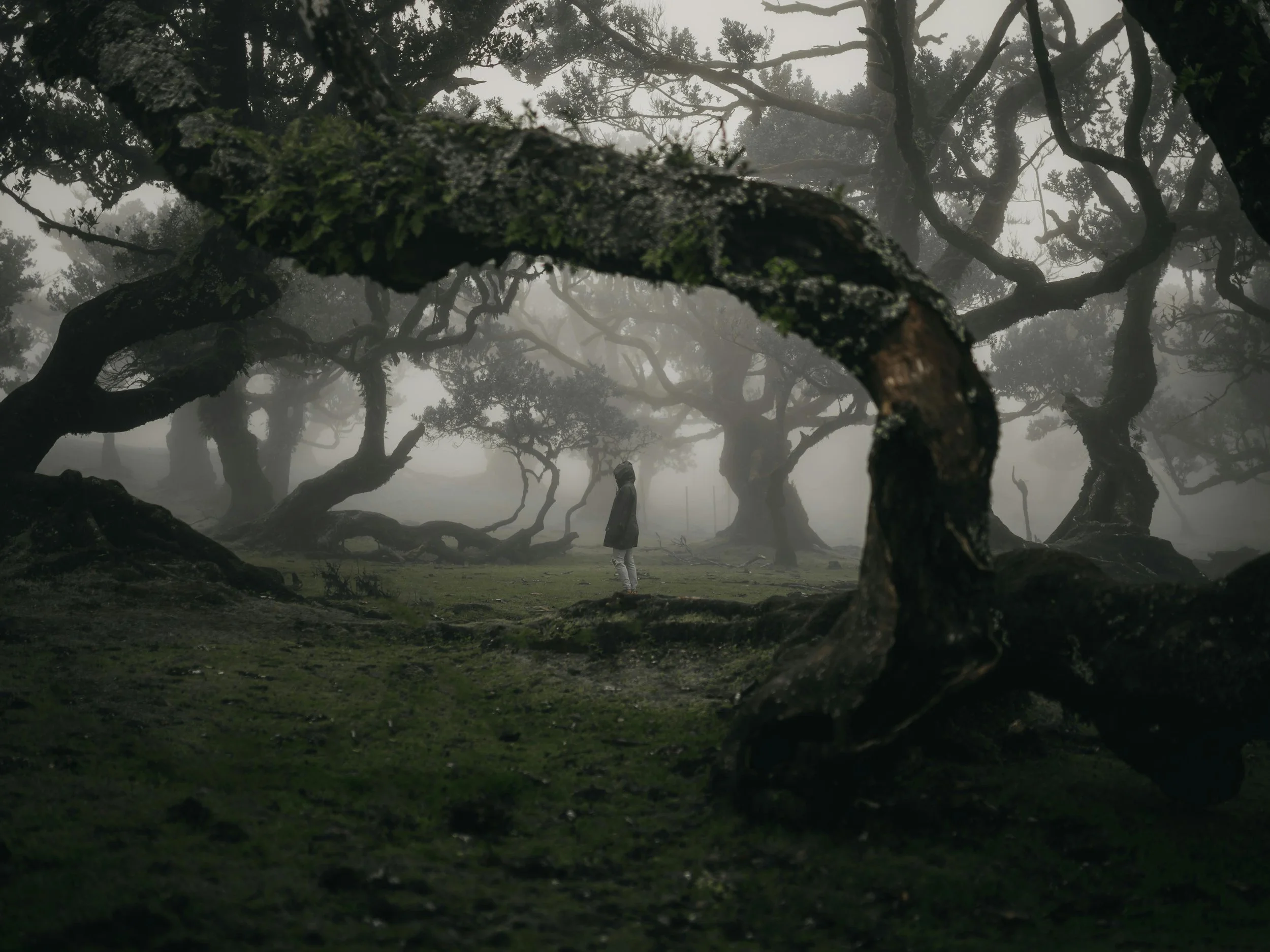 A person standing still in a foggy forest, reflecting presence and uncertainty in the trauma healing process.