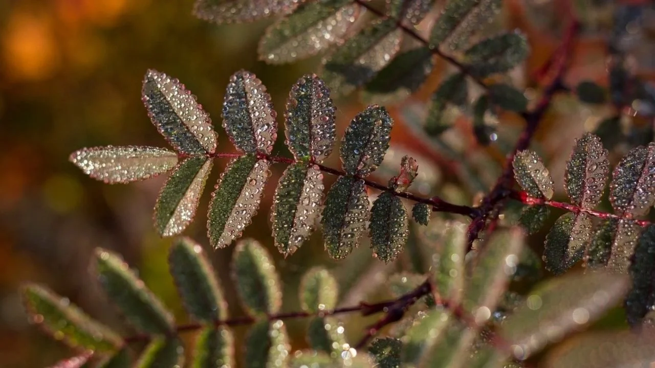 The Importance of Consistency in Disability Support Companies