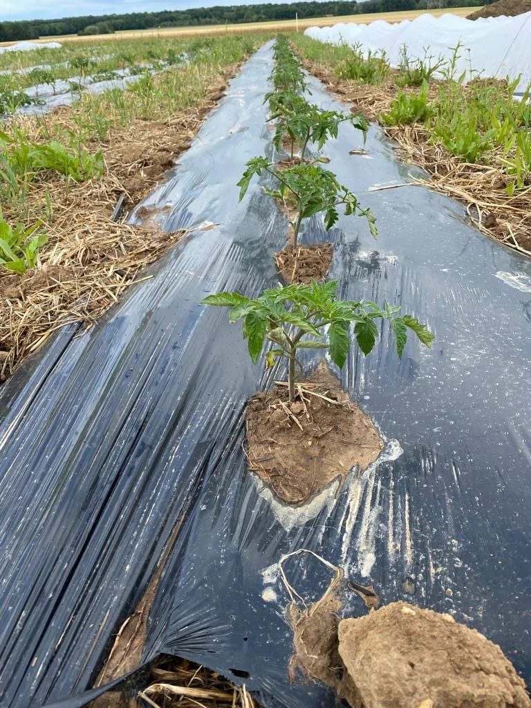 potagers-l-ascanne-st-ouen-marchefroy-houdan (67).jpeg