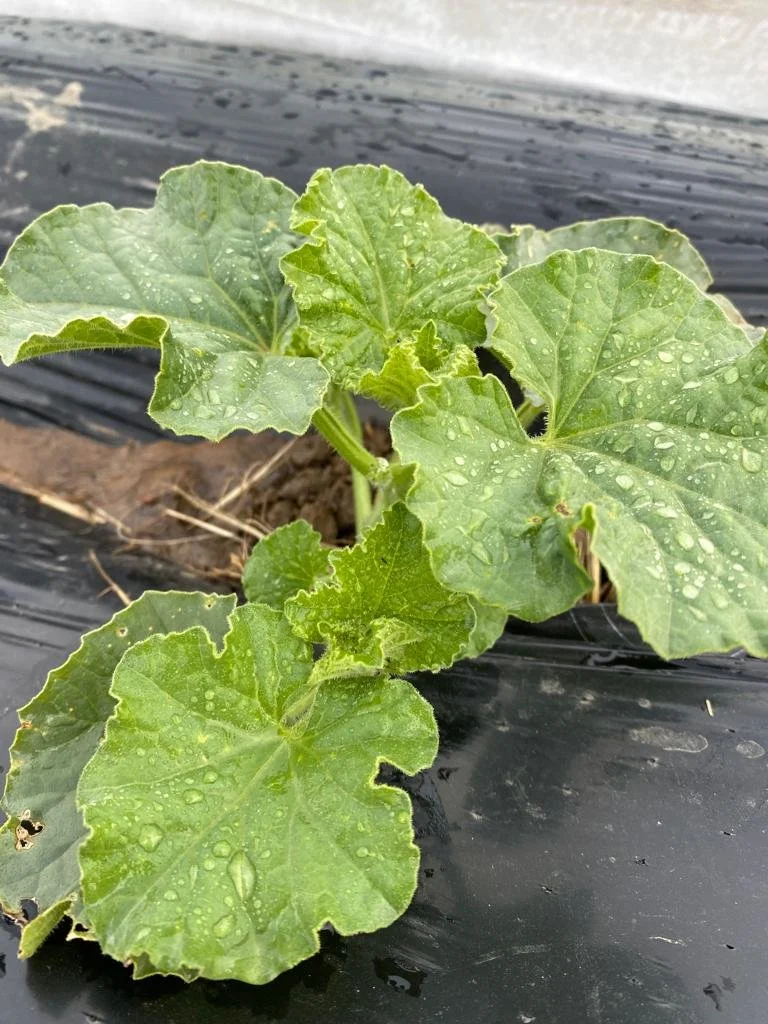 potagers-l-ascanne-st-ouen-marchefroy-houdan (62).jpeg