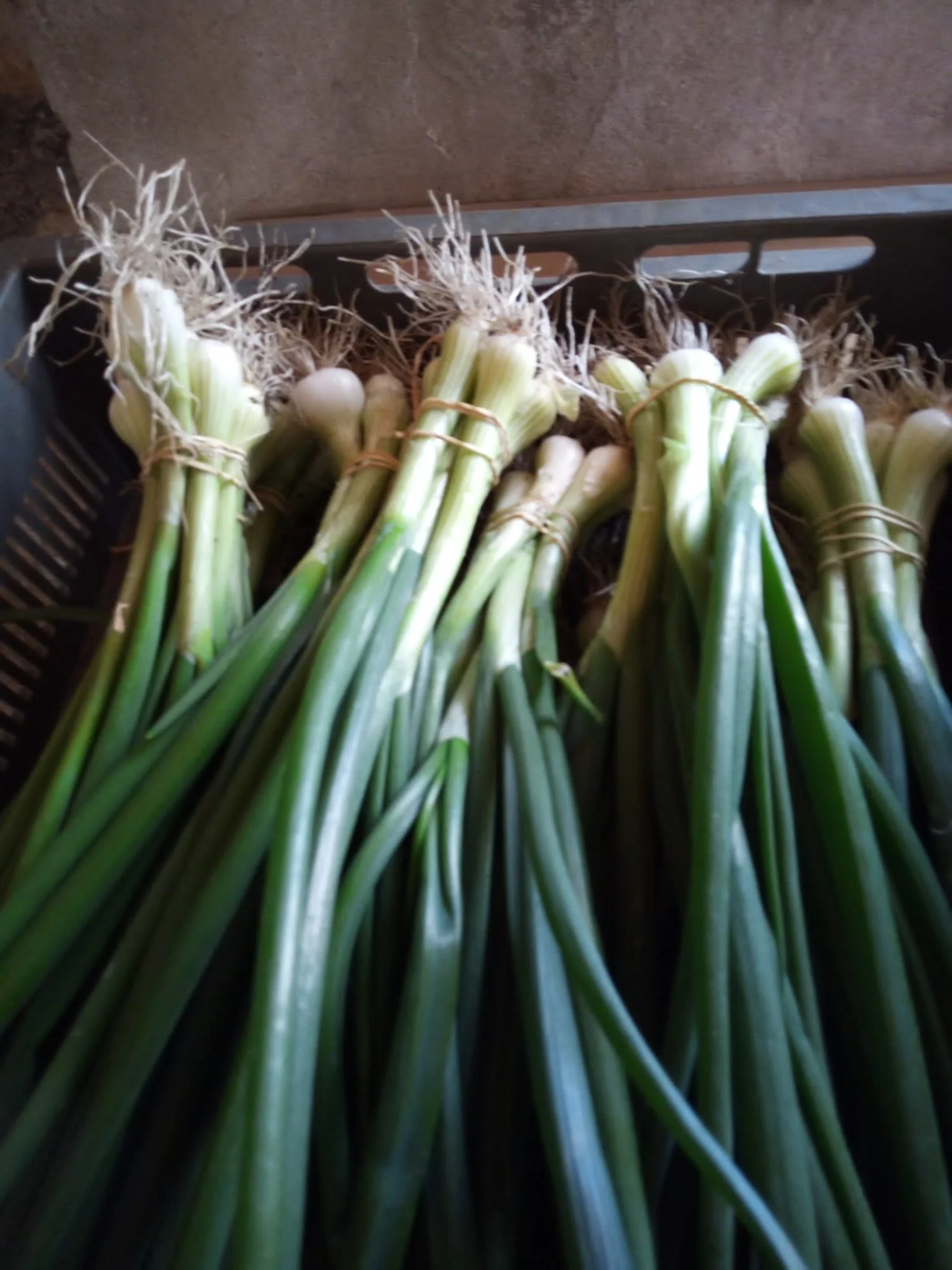 potagers-l-ascanne-vente-ferme-bio-anet-houdan (14).jpeg