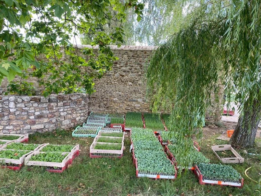 potagers-l-ascanne-st-ouen-marchefroy-semis.jpeg