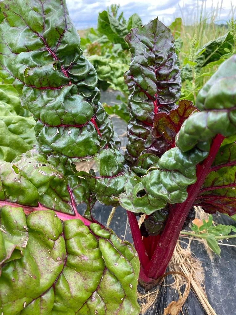 potagers-l-ascanne-st-ouen-marchefroy-houdan (55).jpeg